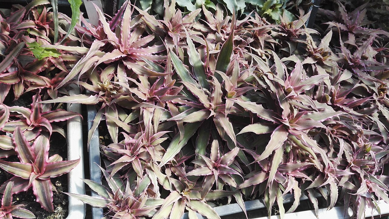 starostlivosť o Cryptanthus roseus v domácom pestovaní