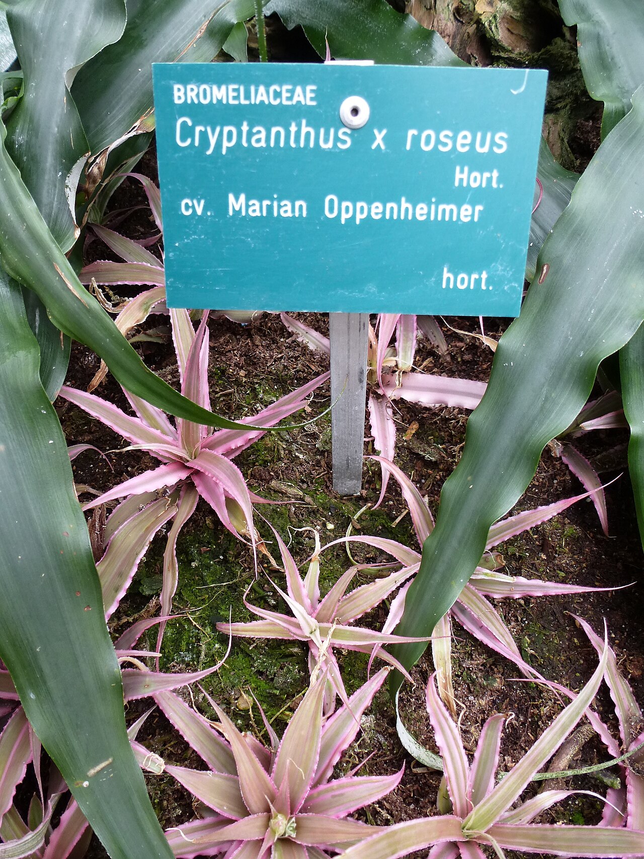 Cryptanthus roseus s ružovo sfarbenými listami