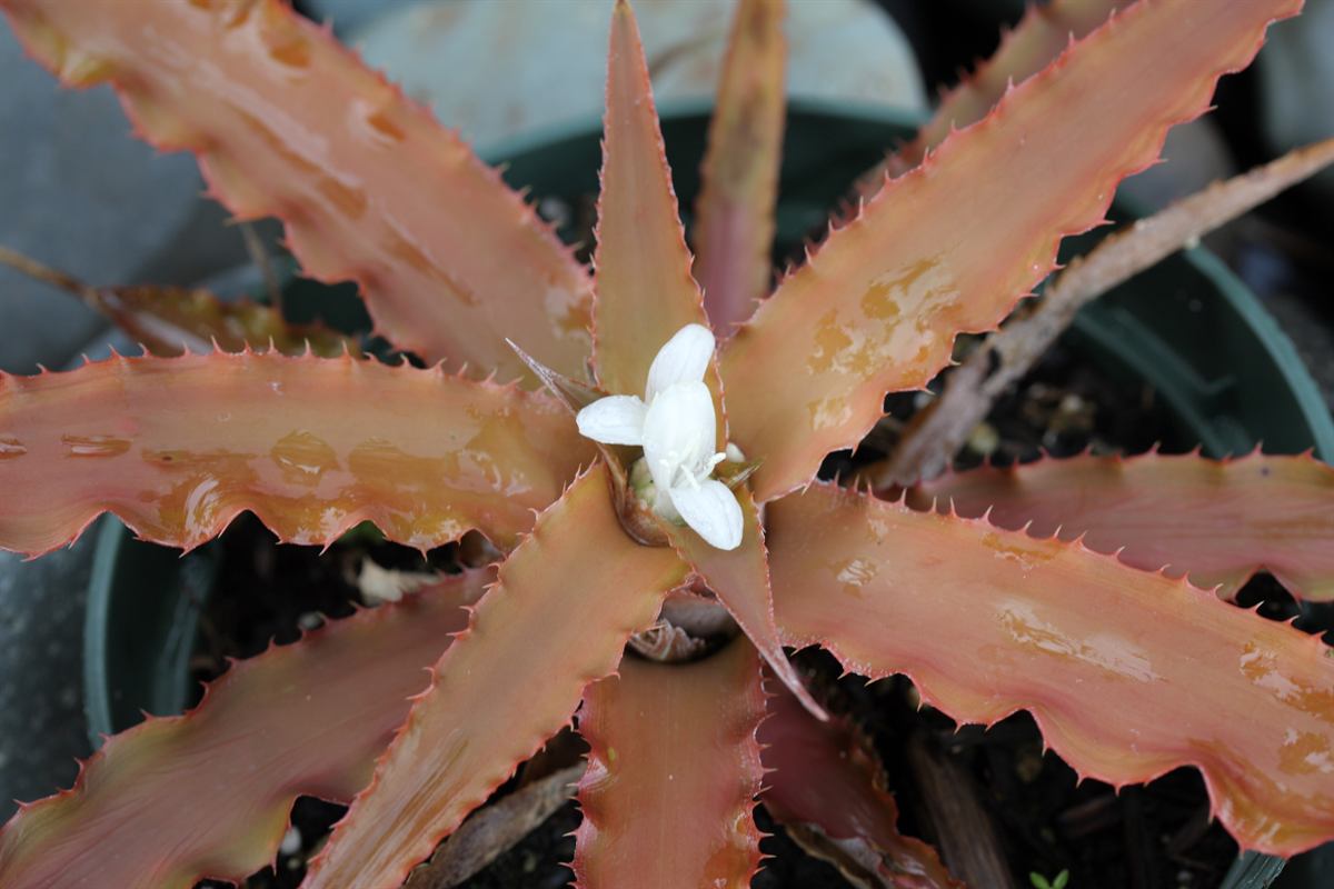 Cryptanthus warren-loosei pestovanie v interiéri na svetlom mieste