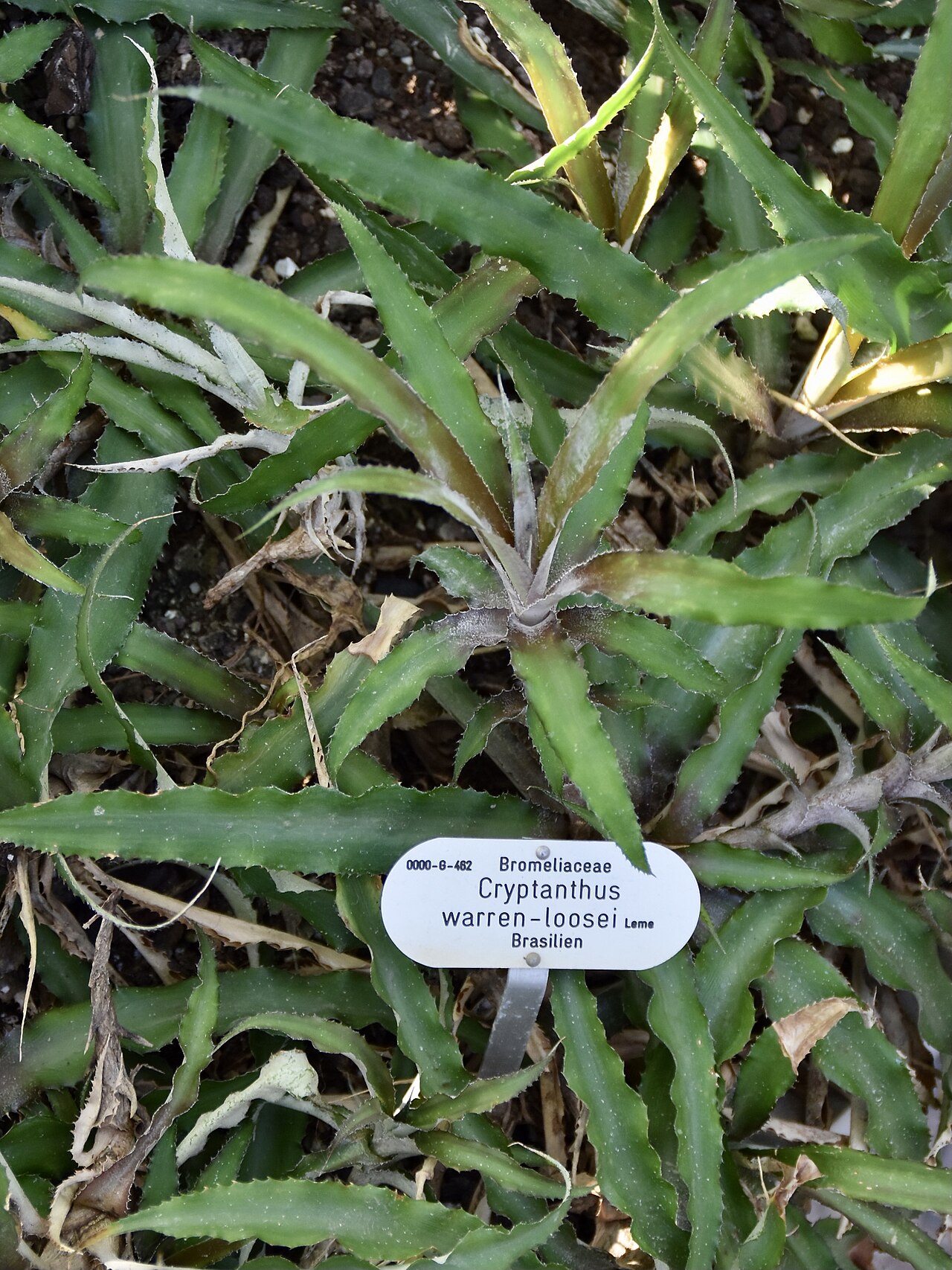 Detail listov rastliny Cryptanthus warren-loosei s ružovočervenými pruhmi