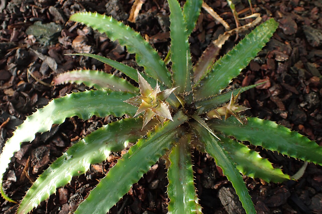 Cryptanthus warren-loosei v nízkej nádobe vhodnej do bytu