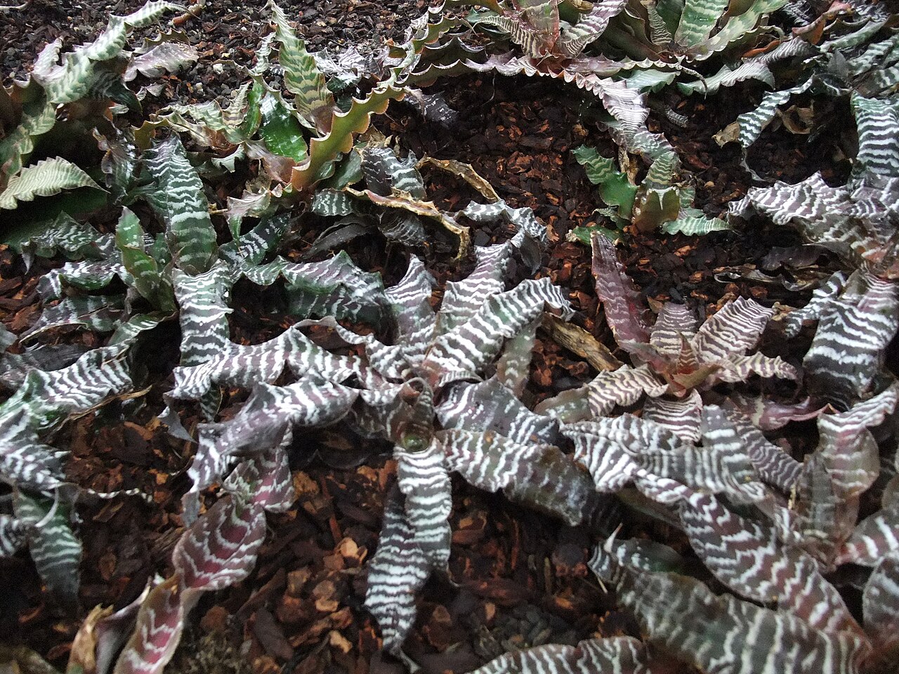 Starostlivosť o Cryptanthus zonatus v interiéri
