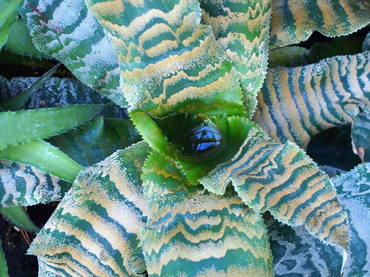 Cryptanthus zonatus s pruhovanými listami v kvetináči