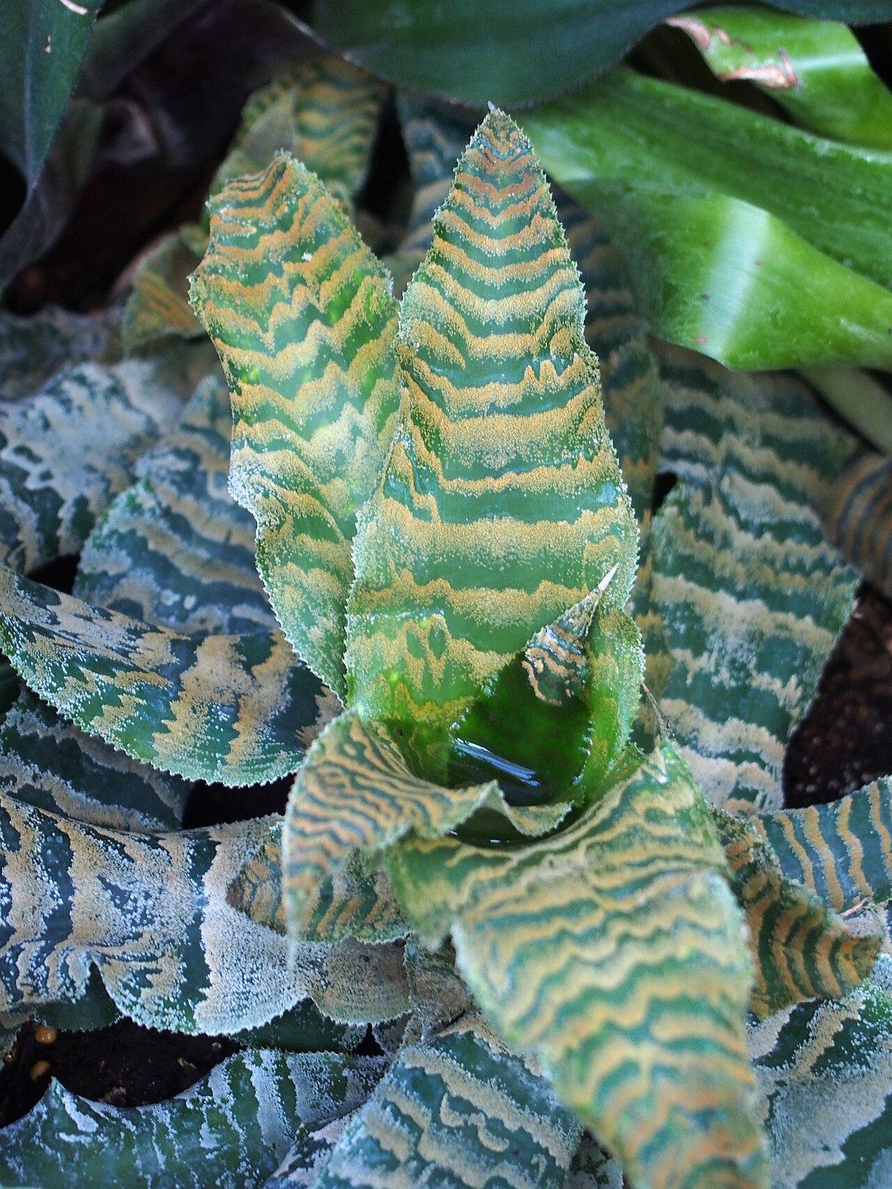 Detail listov rastliny Cryptanthus zonatus