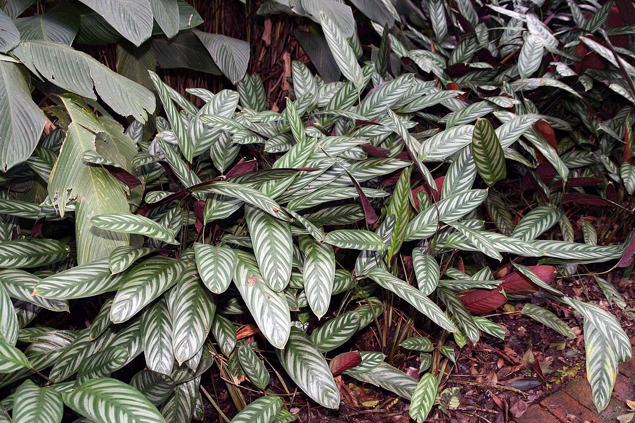 Detail listov Ctenanthe setosa s purpurovou spodnou stranou