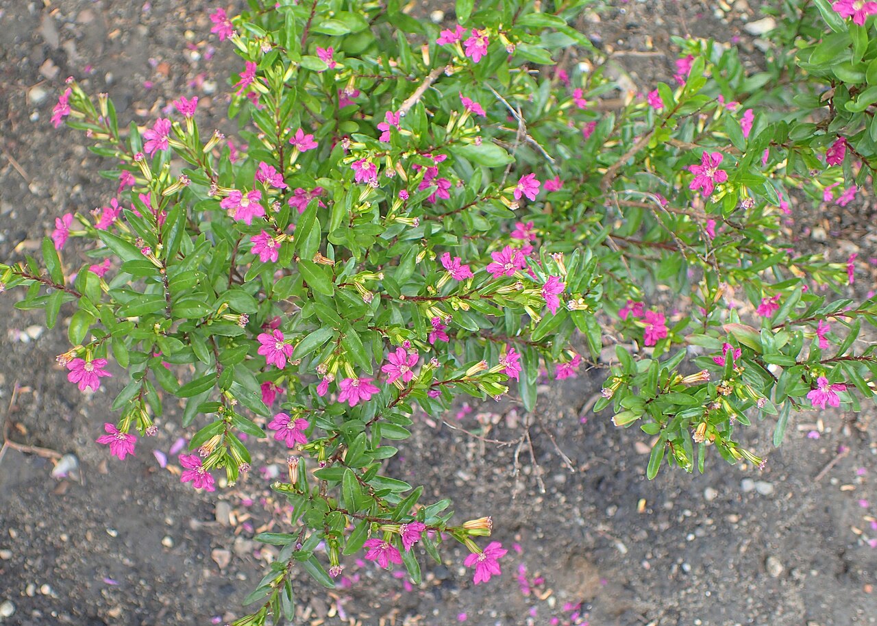 Detail drobných fialových kvetov Cuphea hyssopifolia