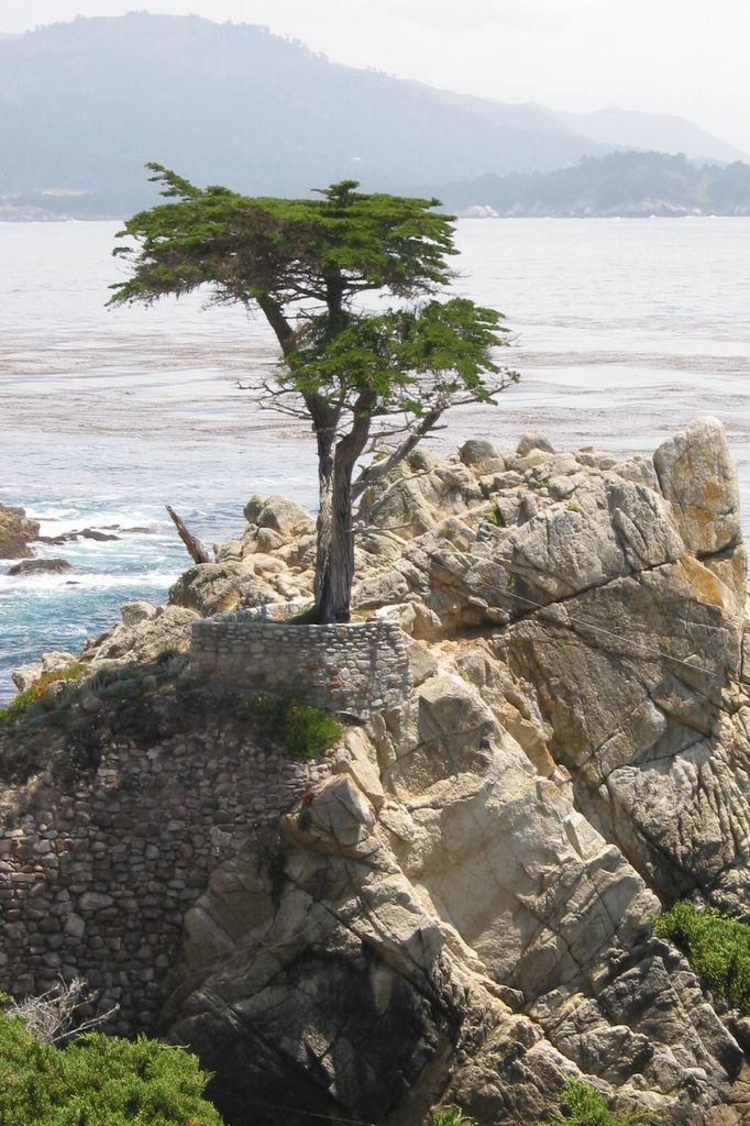 Cupressus macrocarpa ako dekoratívny ihličnan v interiéri