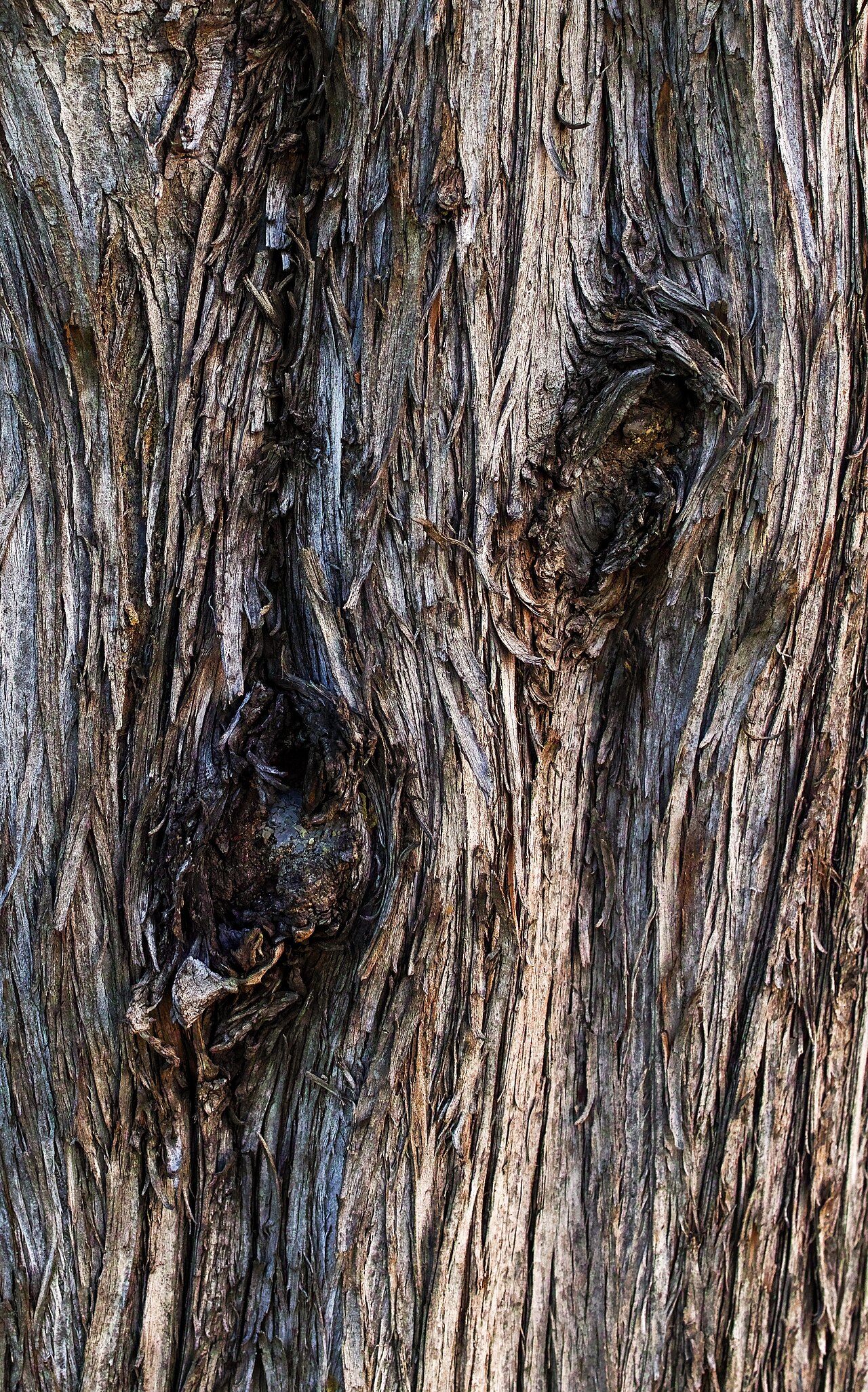 Starostlivosť o Cupressus sempervirens v kvetináči