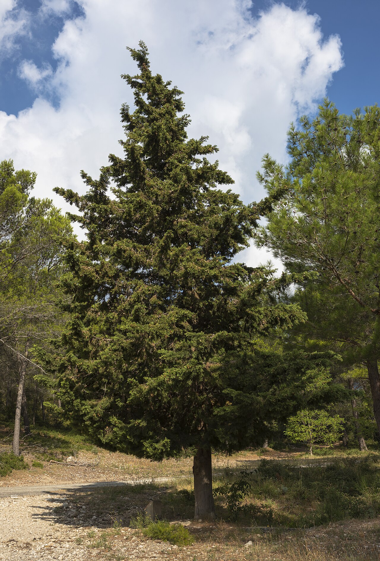 Cupressus sempervirens ako elegantný vždyzelený ihličnan