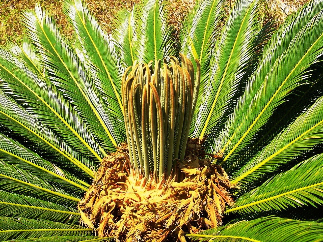 Cycas revoluta v kvetináči na svetlom mieste