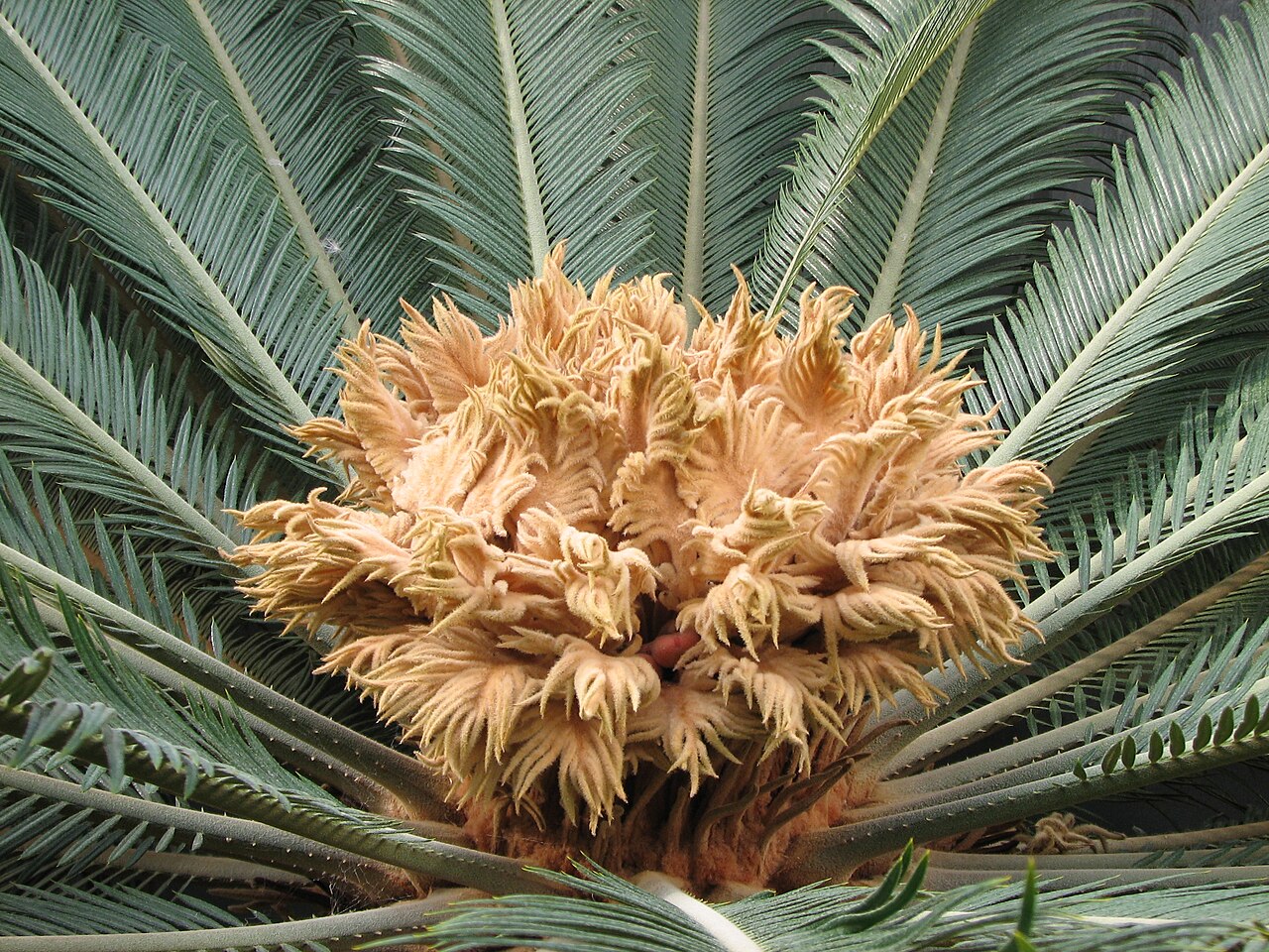 Detail tmavozelených listov Cycas revoluta