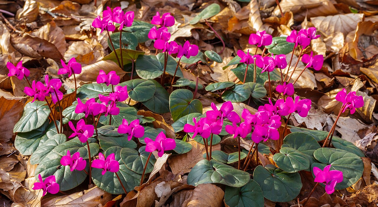 Kvety rastliny Cyclamen coum v ružových odtieňoch