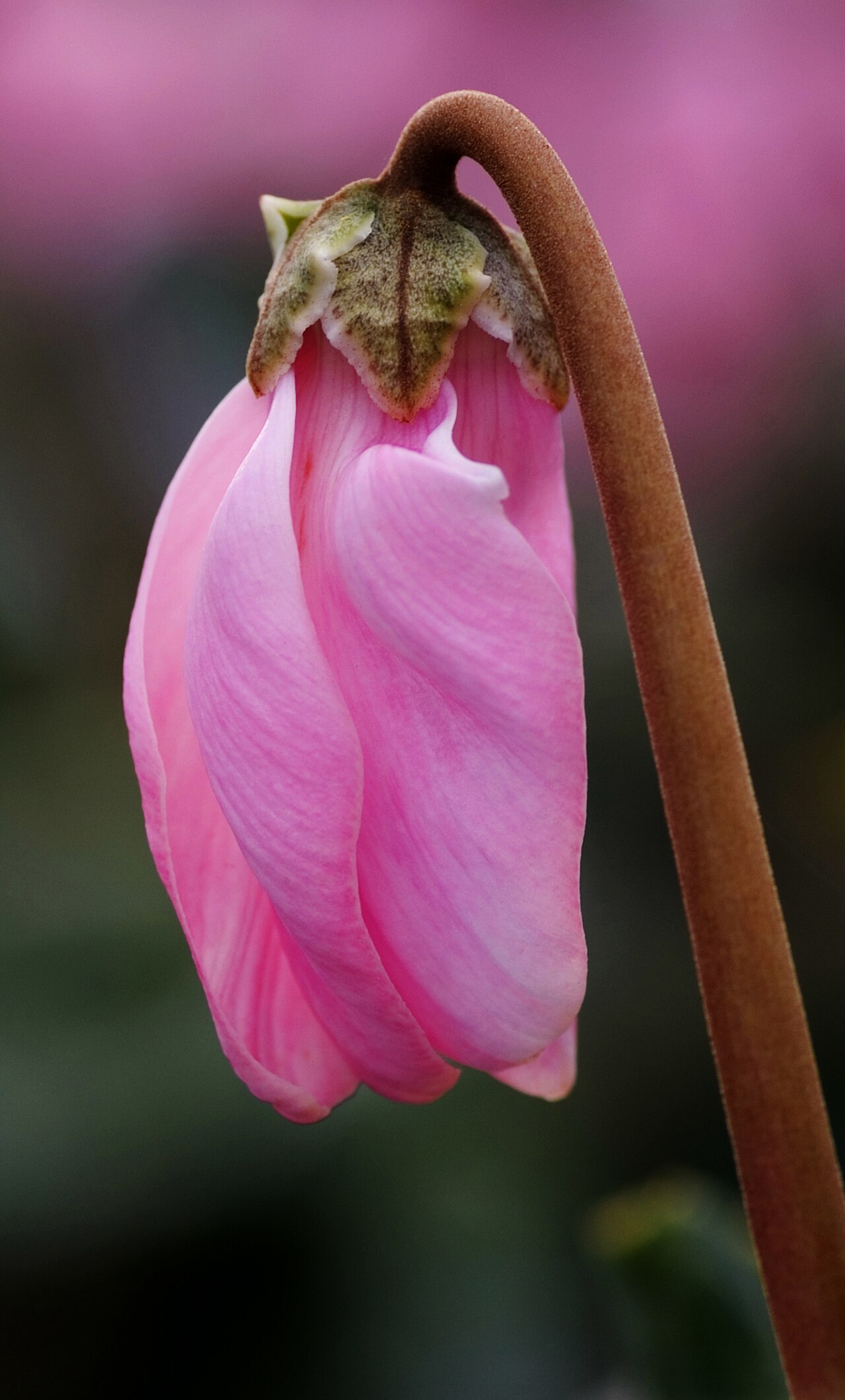 Starostlivosť o Cyclamen persicum v interiéri