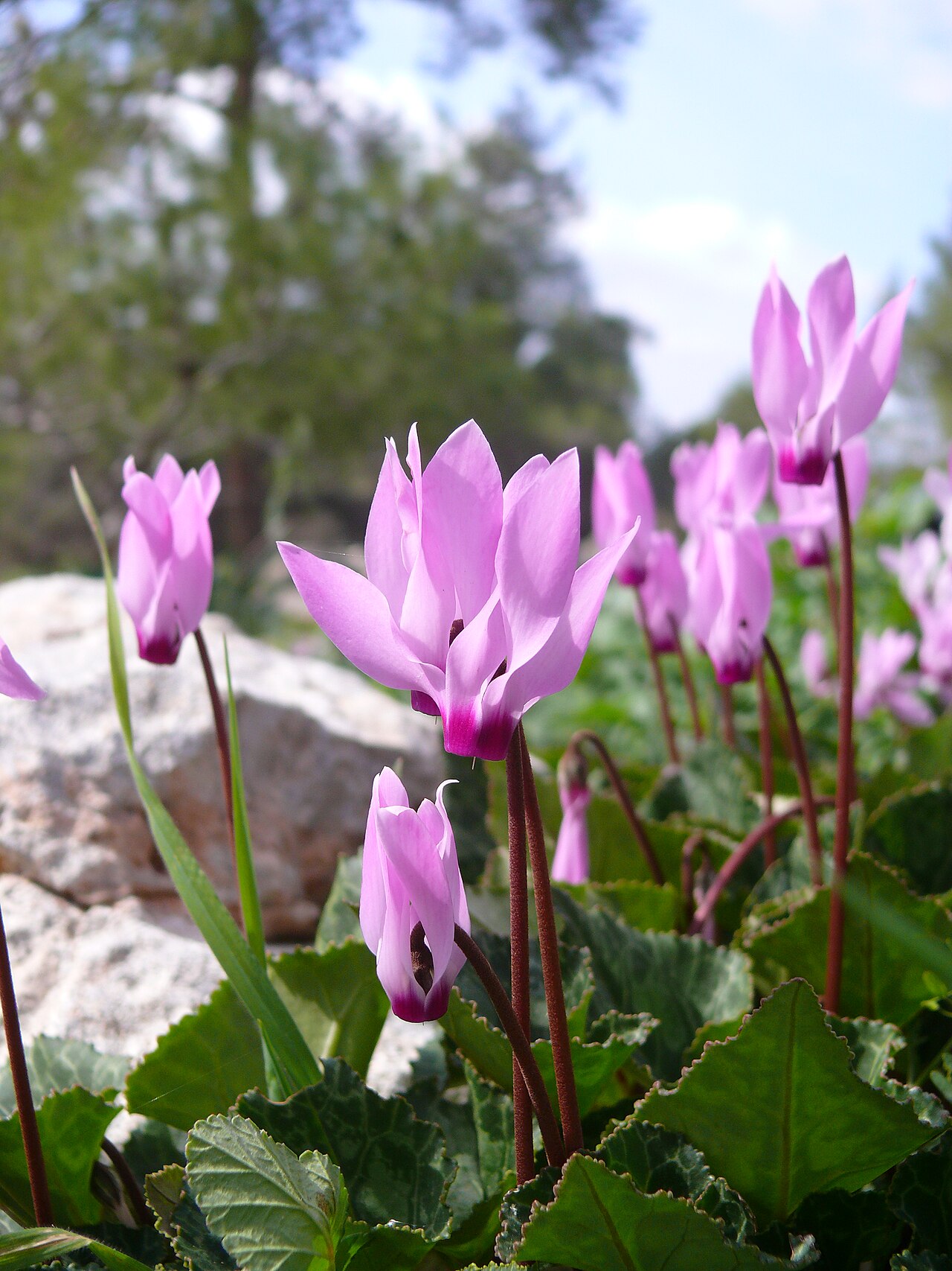 Cyclamen persicum s ružovými kvetmi v črepníku