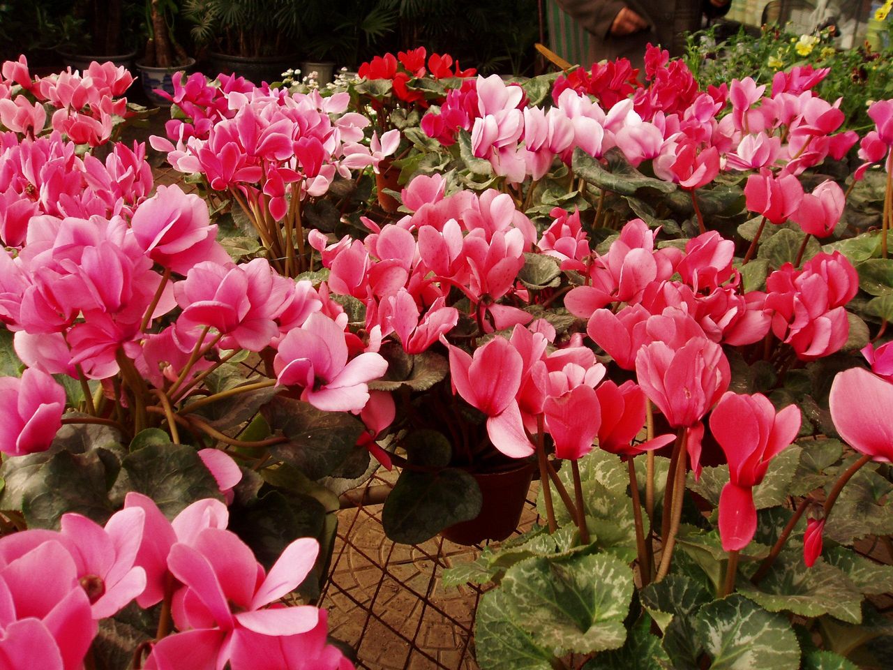 Listy Cyclamen persicum so striebristou kresbou