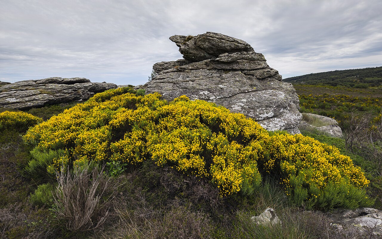 Cytisus scoparius pestovanie na slnečnom stanovišti