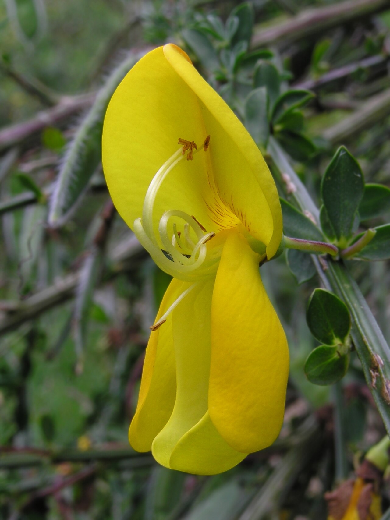 Žlté kvety rastliny Cytisus scoparius v období kvitnutia