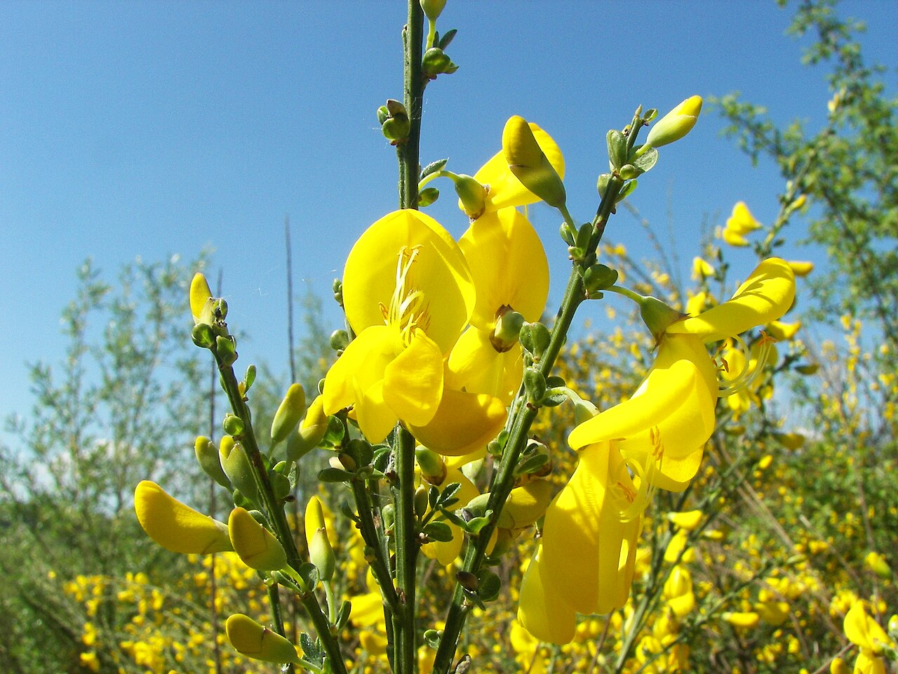 Detail výhonov a drobných listov rastliny Cytisus scoparius