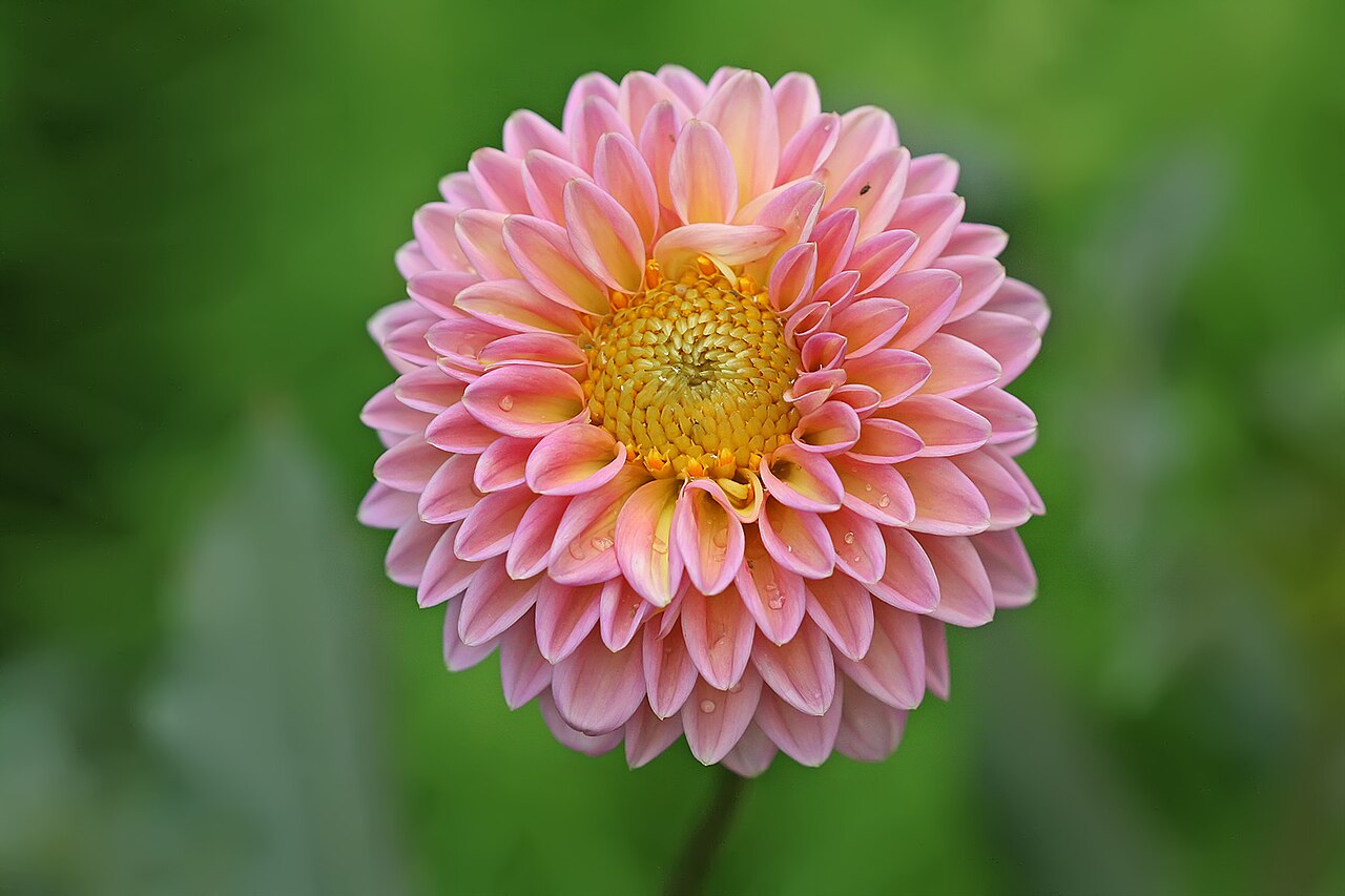 Dahlia × hybrida pestovanie v záhone počas letného kvitnutia