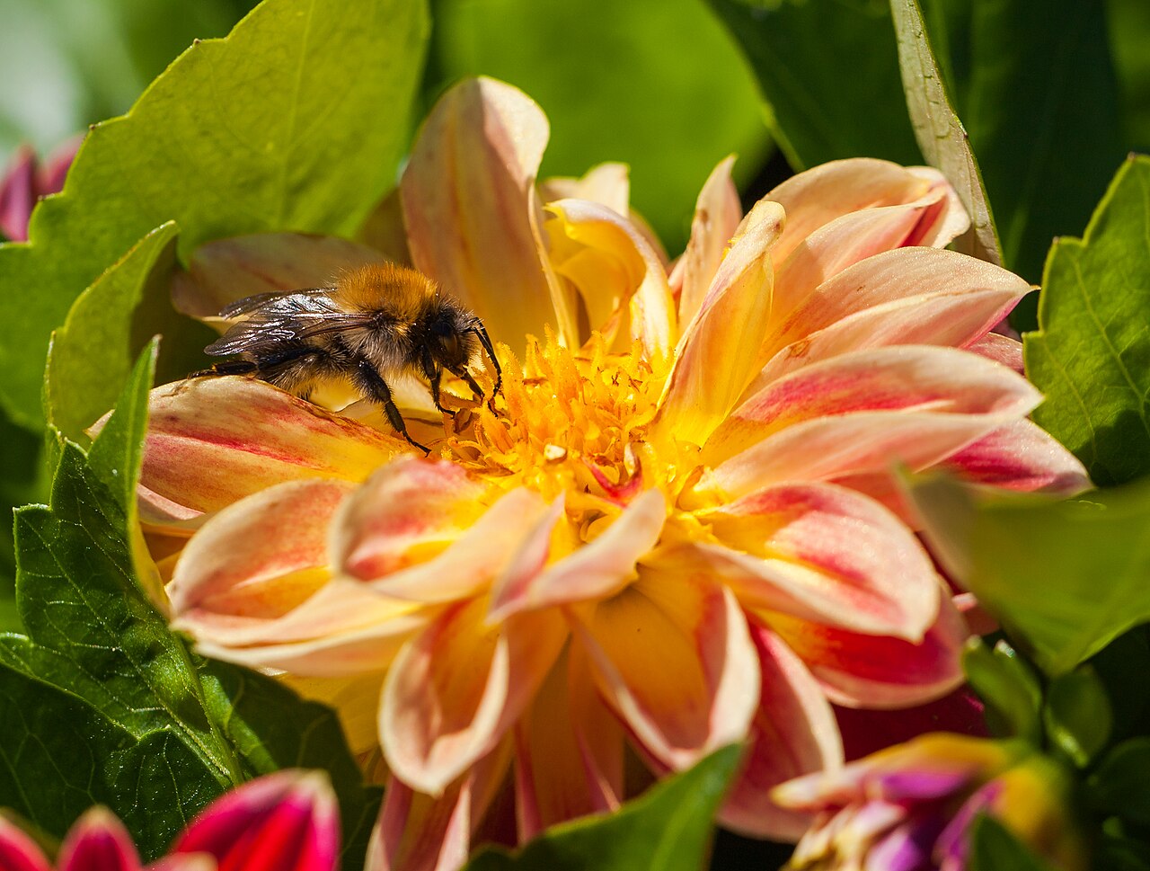 Detail kvetu rastliny Dahlia × hybrida v plnom rozkvete