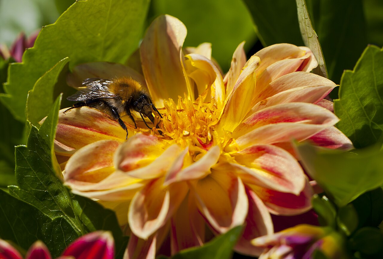 Farebné kvety Dahlia × hybrida na slnečnom stanovišti