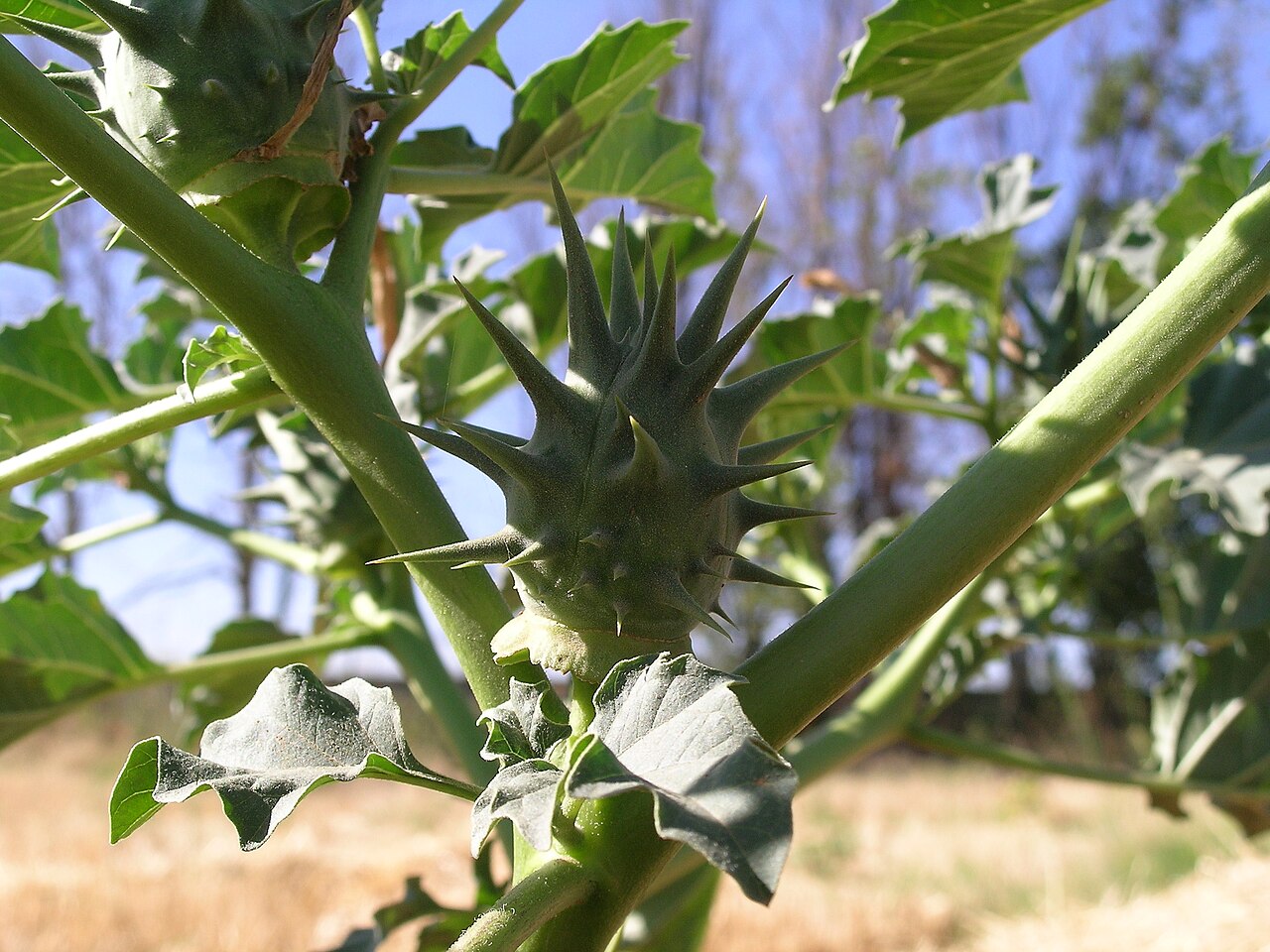 Datura ferox pestovanie na slnečnom stanovišti