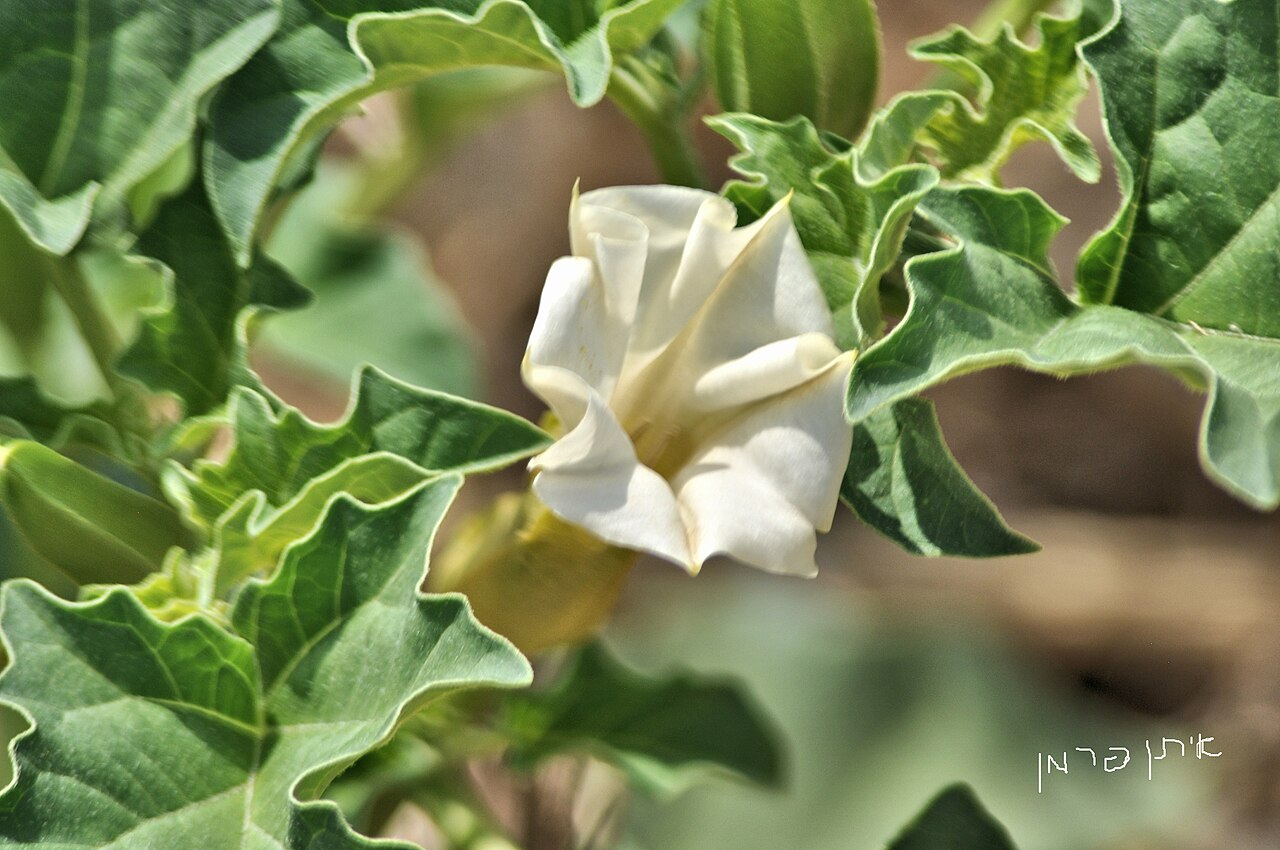 Detail kvetu rastliny Datura ferox