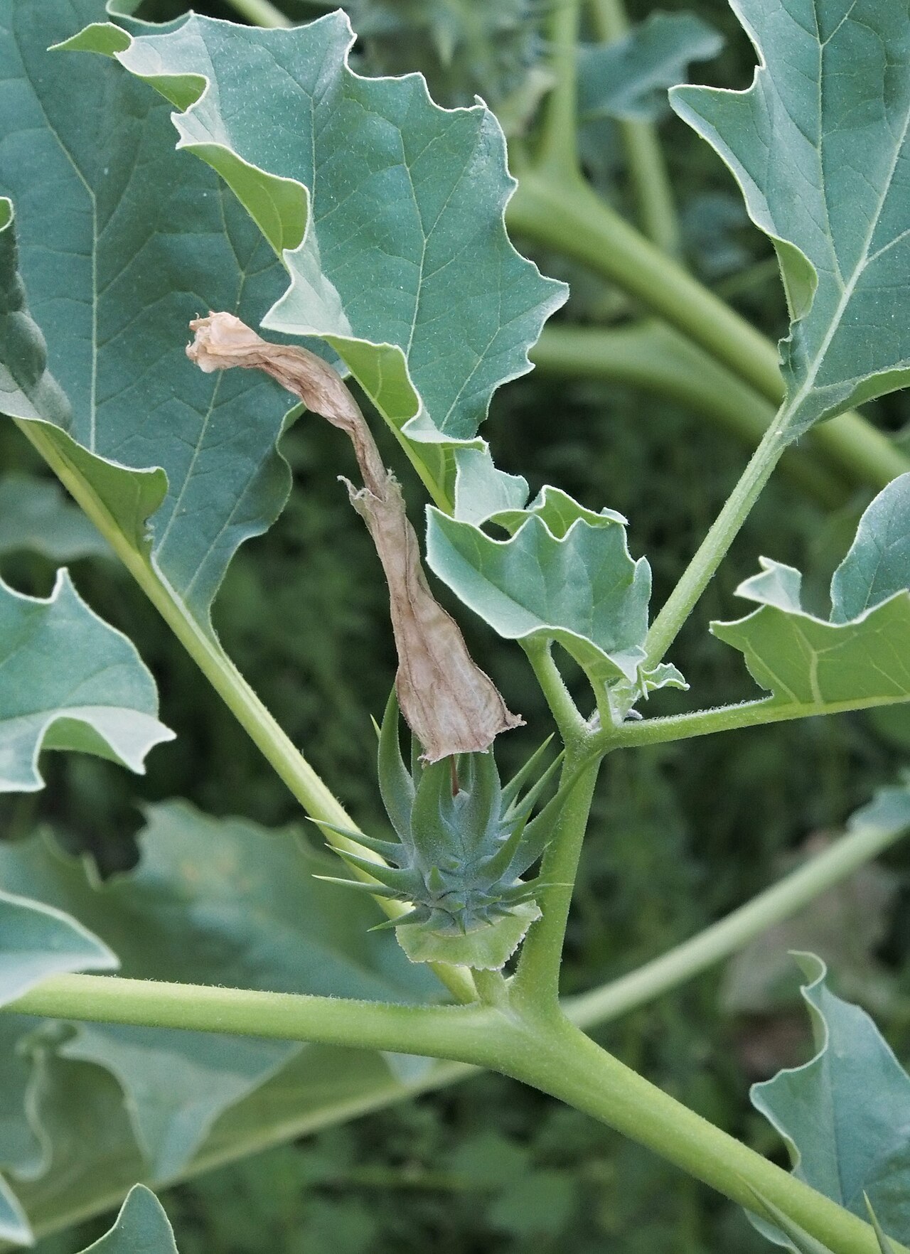 Listy a vzpriamený rast Datura ferox