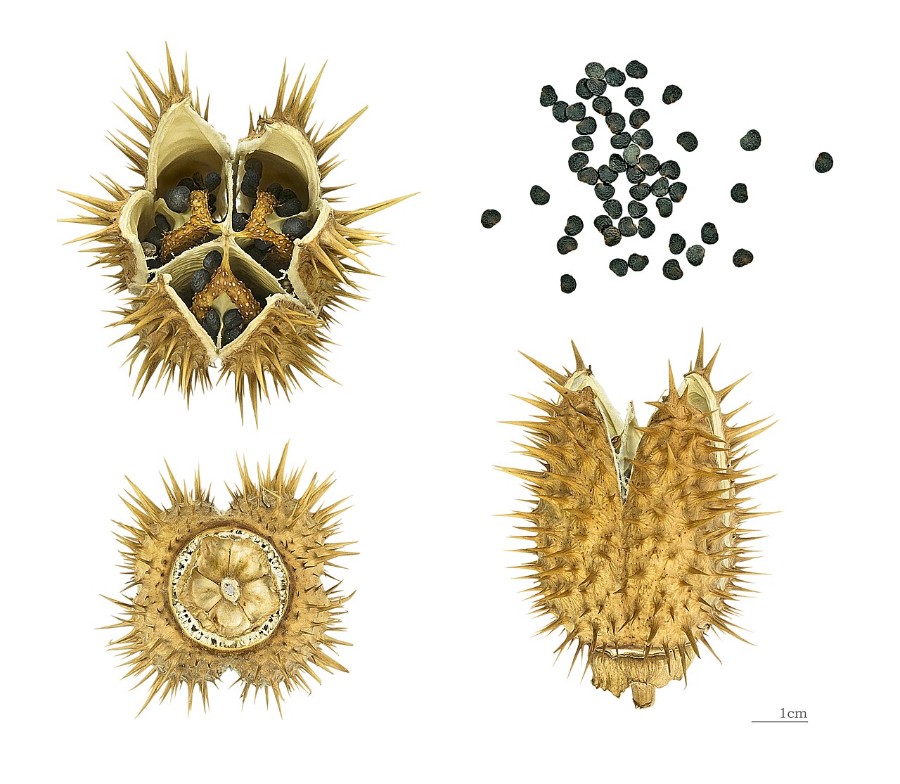 Starostlivosť o Datura stramonium a detail kvetu