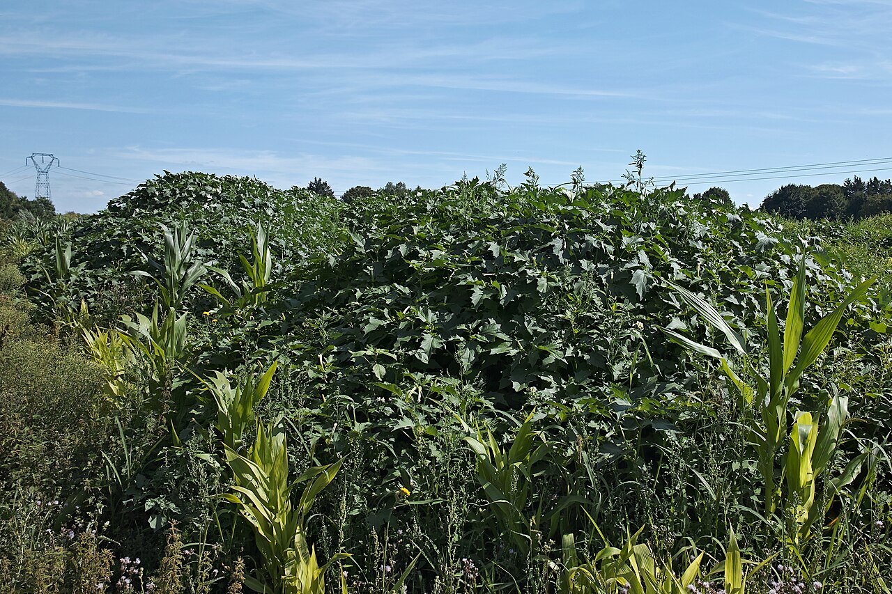Datura stramonium s veľkým bielym trúbkovitým kvetom
