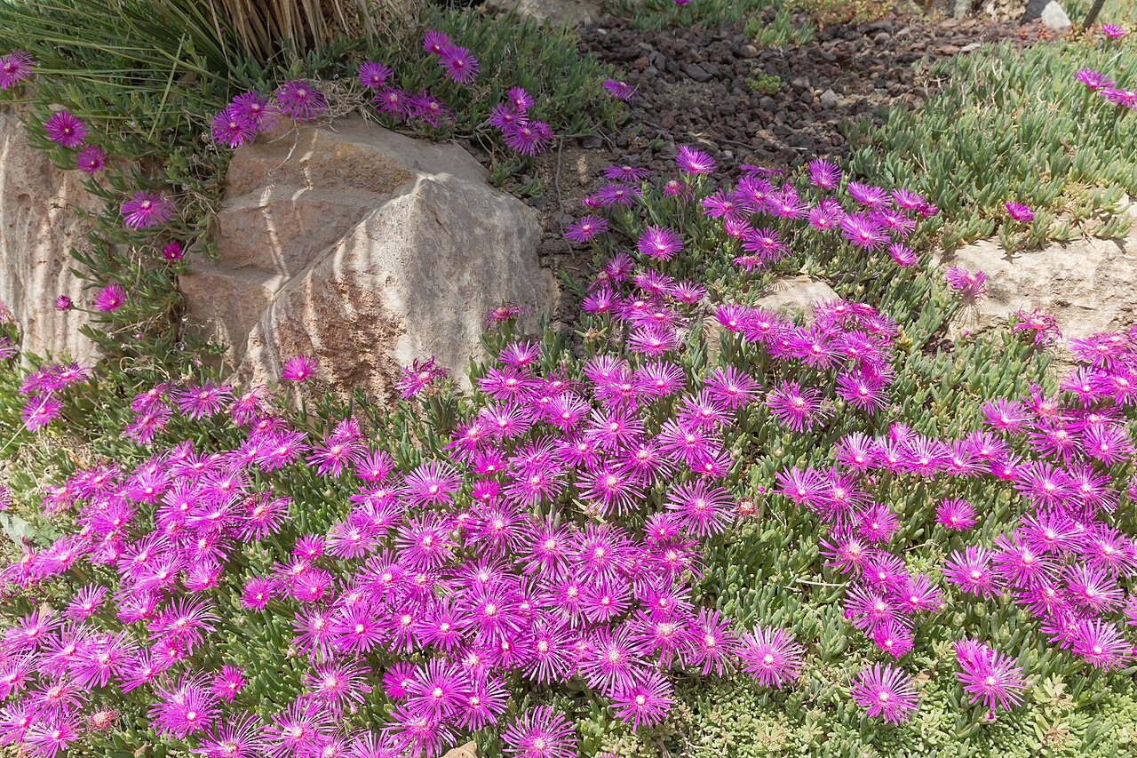 Starostlivosť o Delosperma cooperi na slnečnom stanovišti