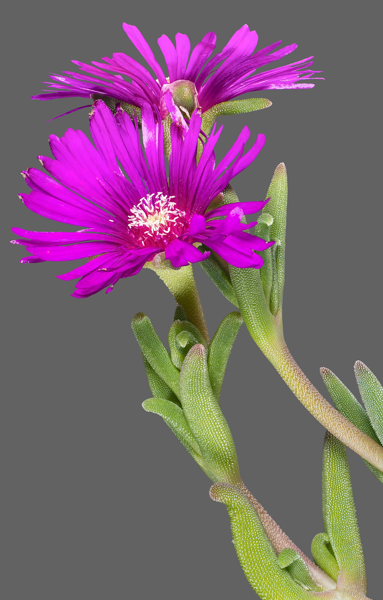 Delosperma cooperi s ružovými kvetmi v plnom kvete