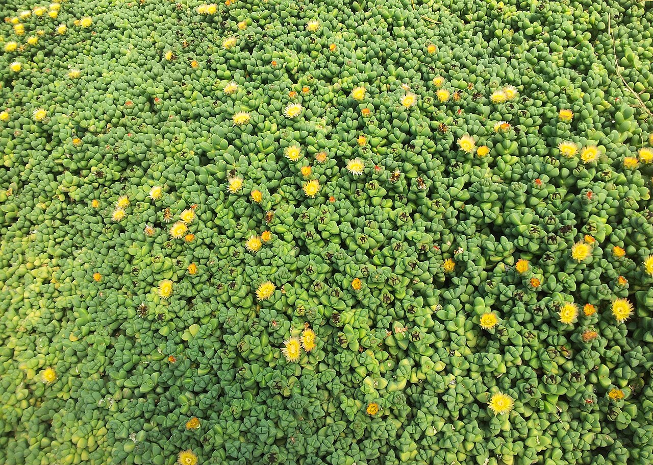 Delosperma lehmannii so žltými hviezdicovitými kvetmi