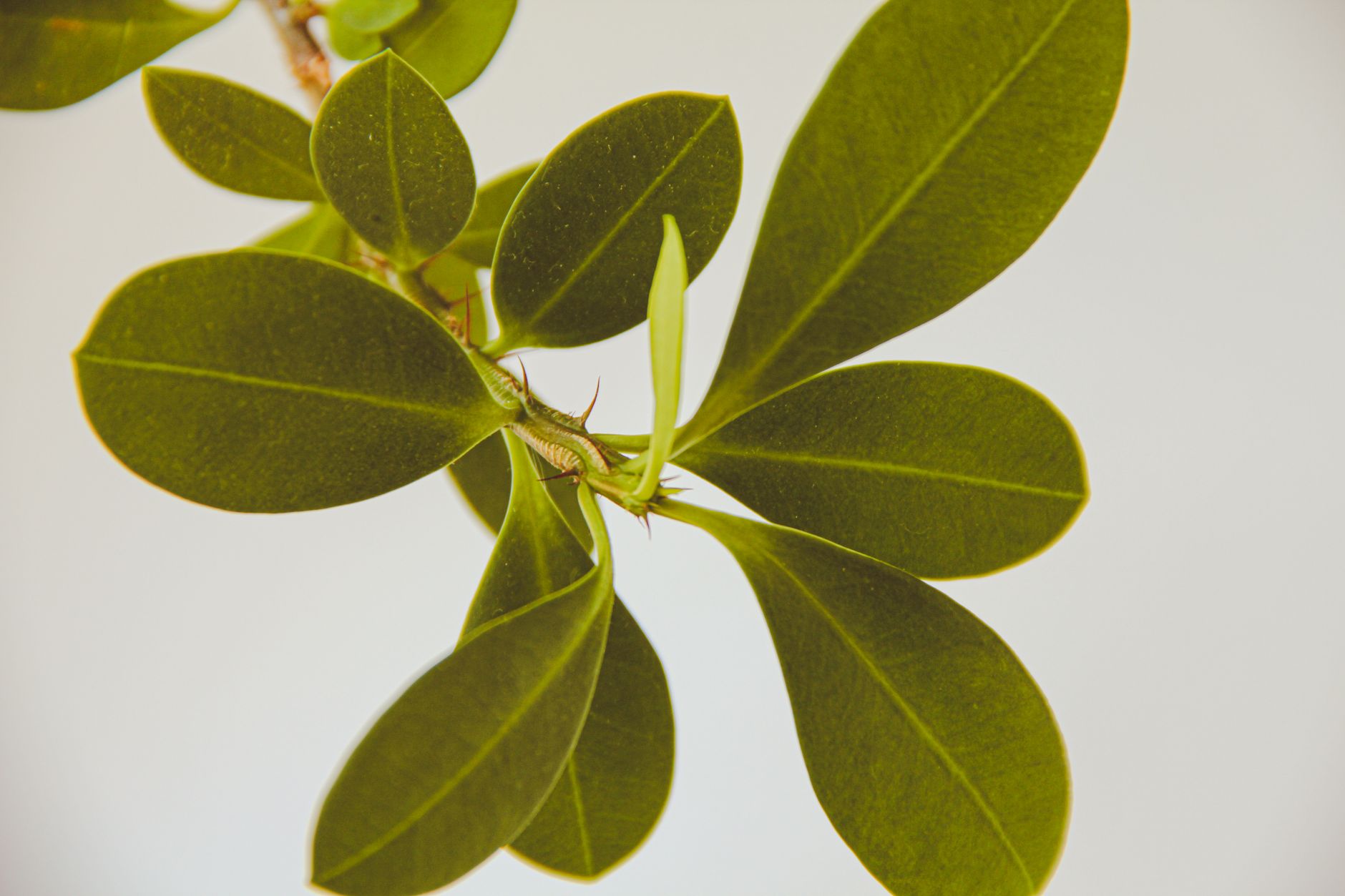 Detail listov rastliny Dendrophorbium candelabrum