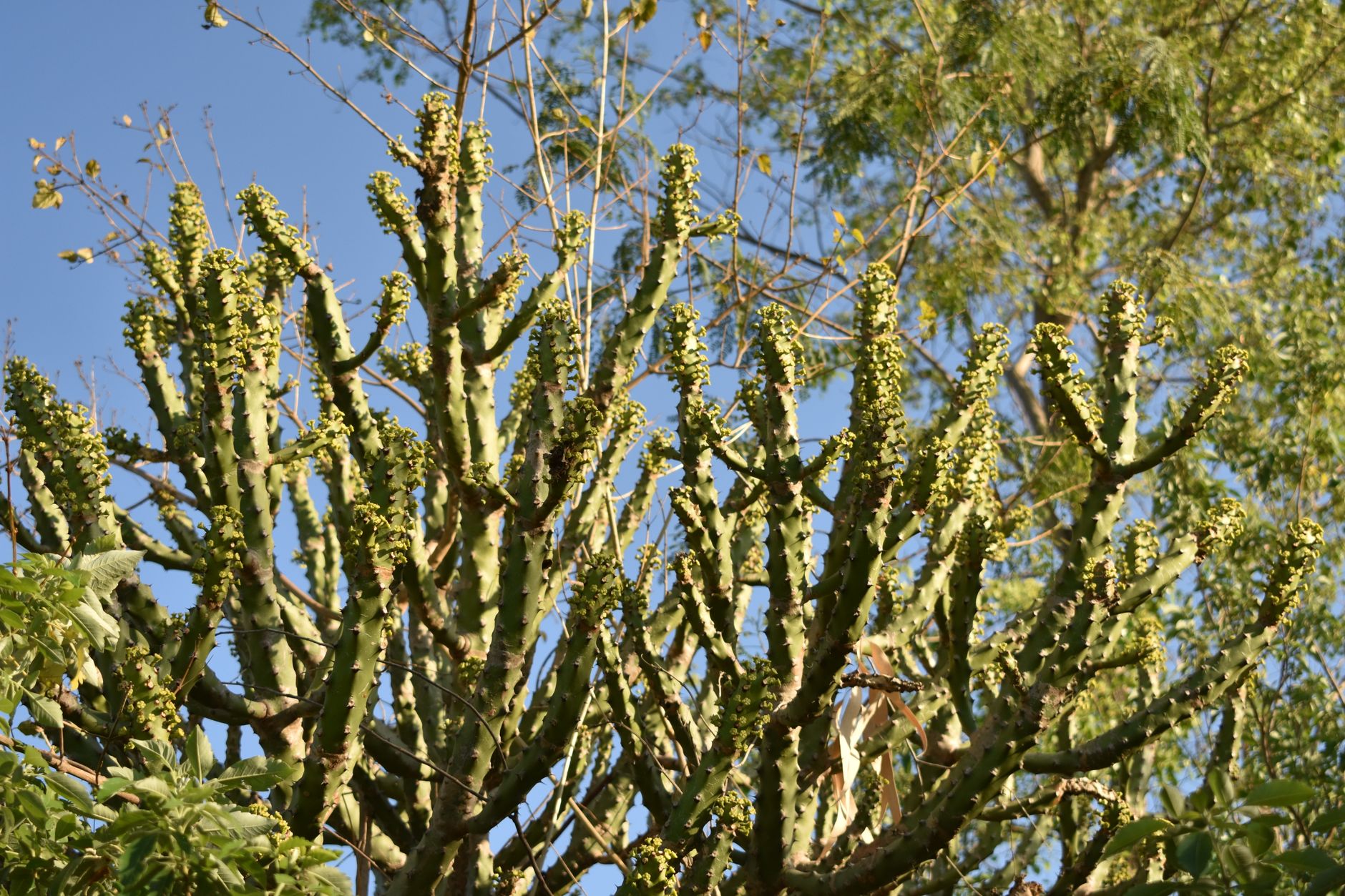 Dendrophorbium candelabrum s podlhovastými zelenými listami