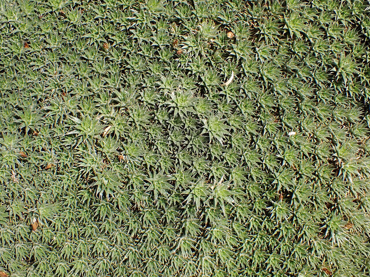 Deuterocohnia brevifolia v kvetináči na svetlom stanovišti