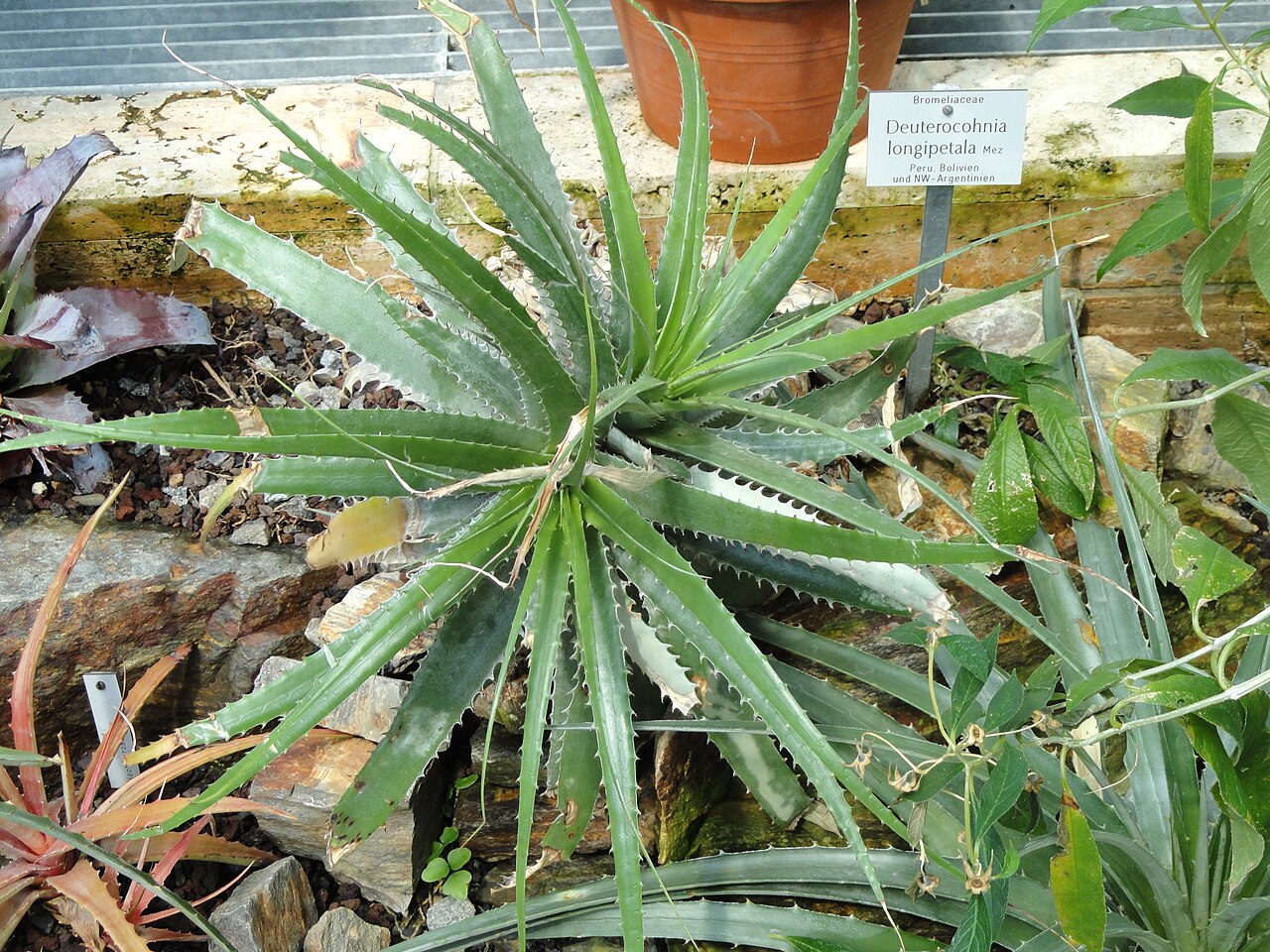 Deuterocohnia longipetala pestovanie v kvetináči na svetlom mieste