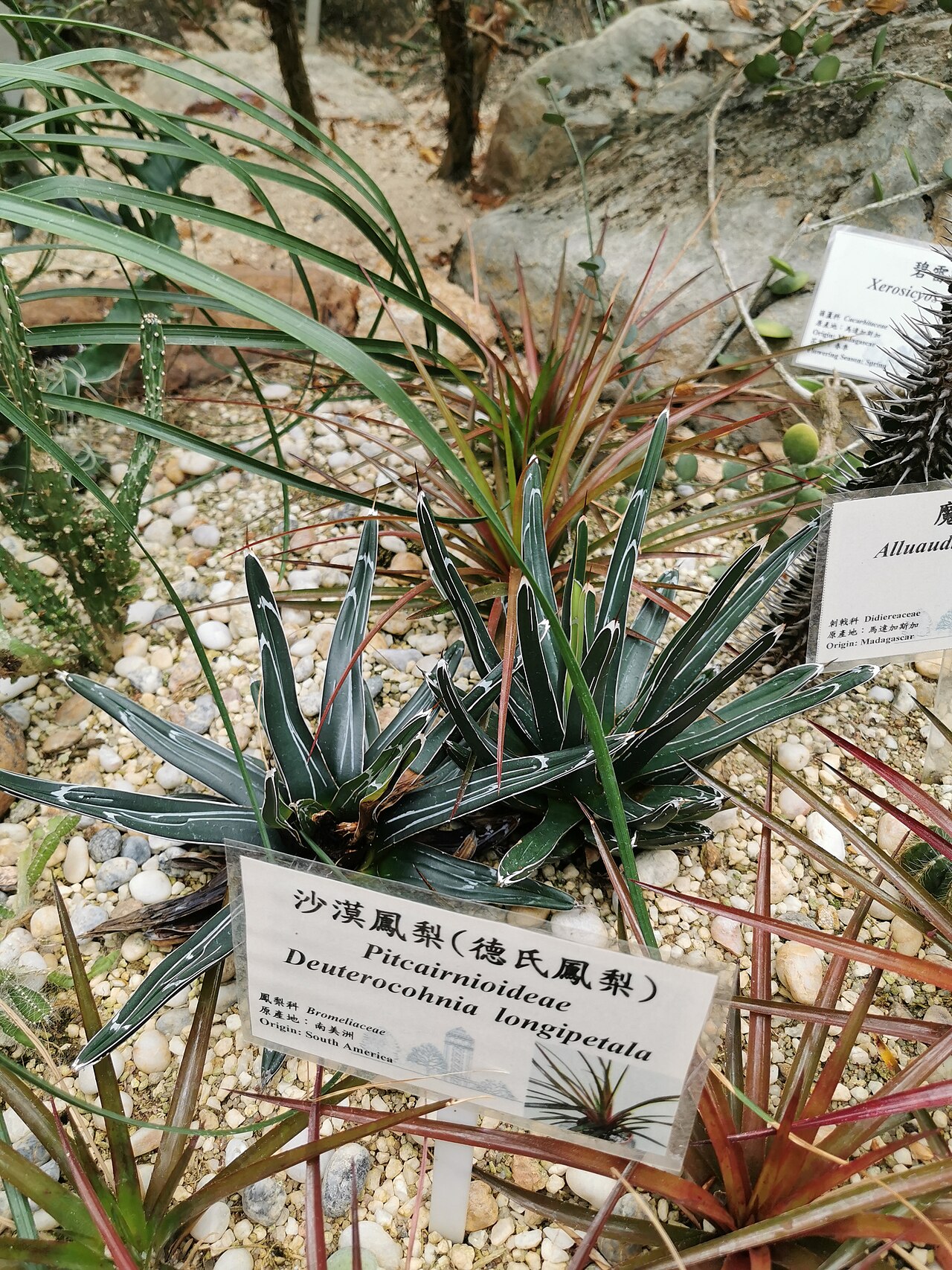 Deuterocohnia longipetala v priepustnom minerálnom substráte