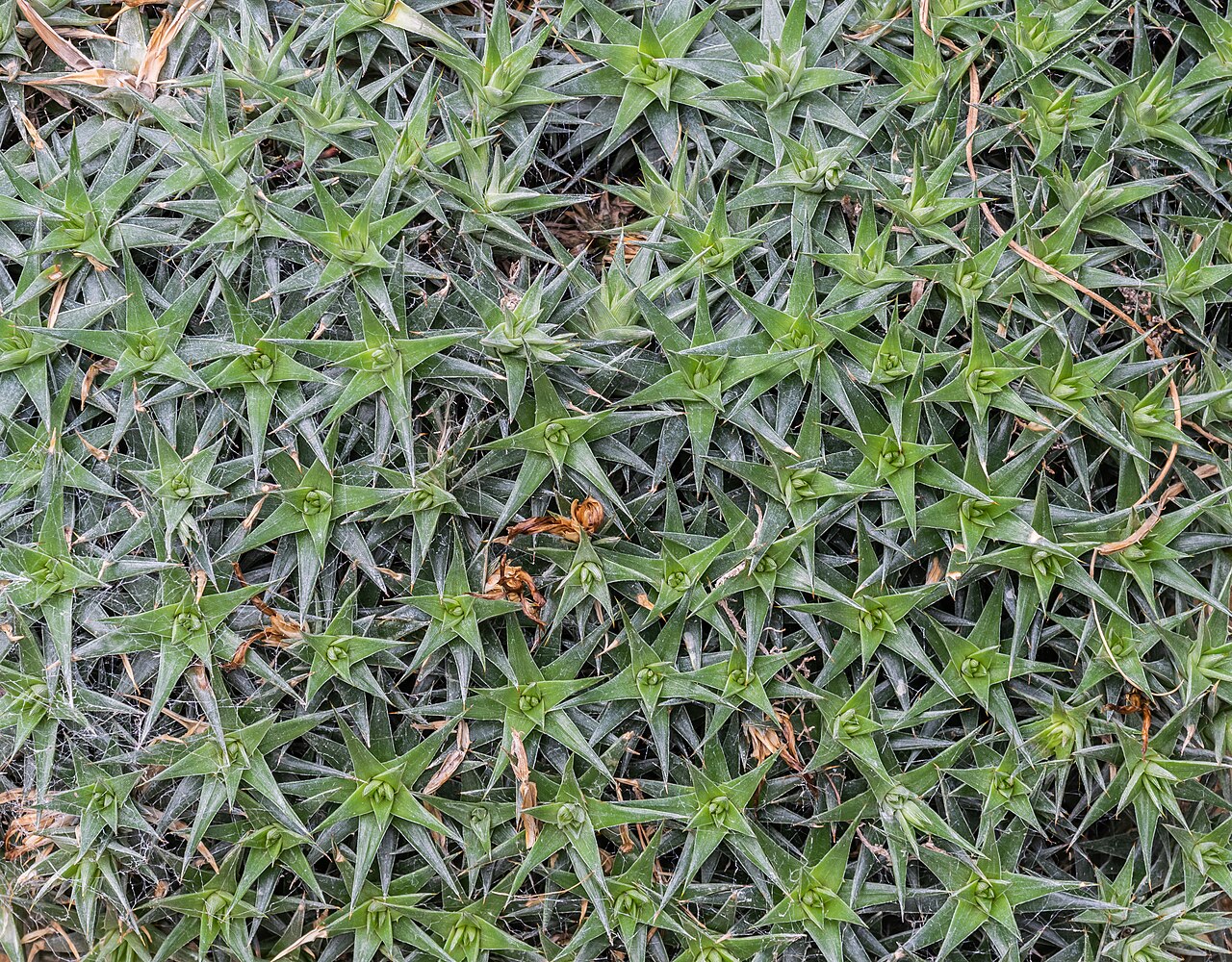Starostlivosť o Deuterocohnia lorentziana v svetlom interiéri