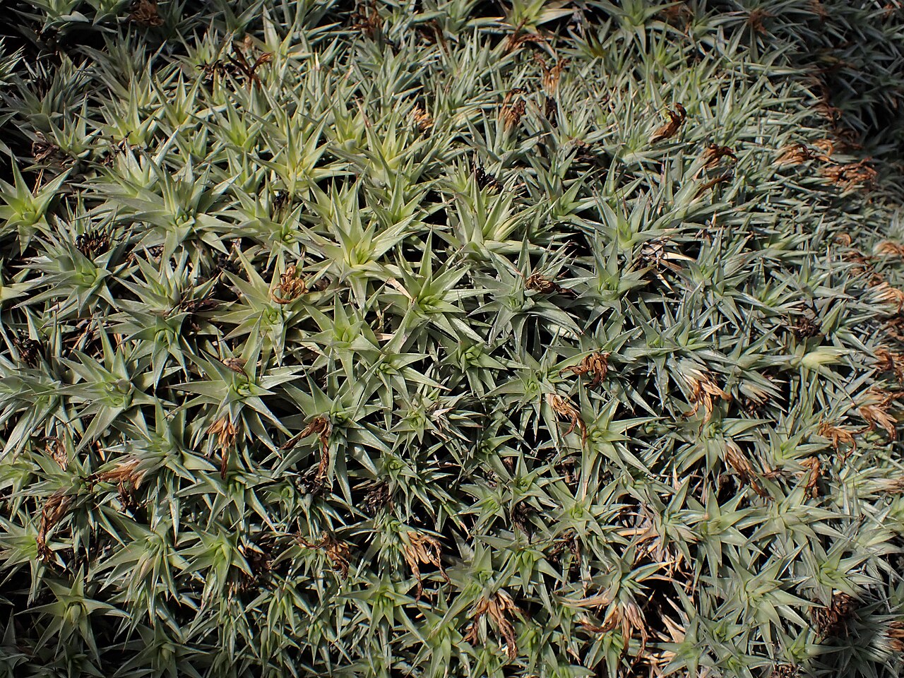 Detail listov rastliny Deuterocohnia lorentziana