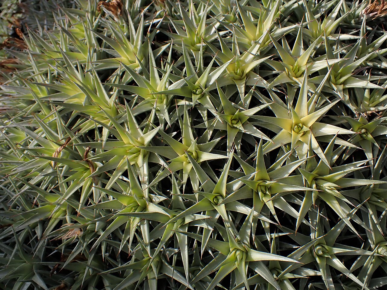 Deuterocohnia lorentziana v kvetináči