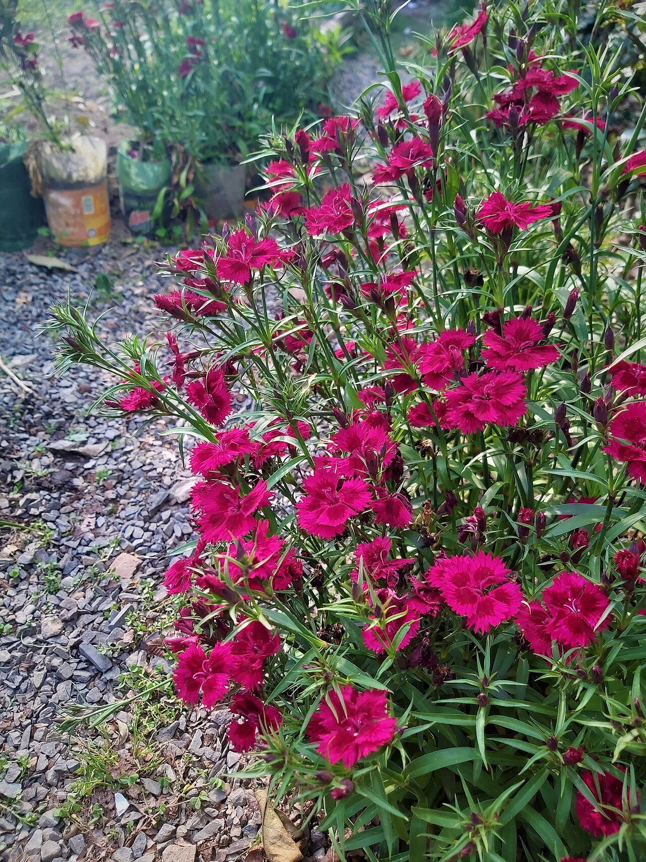Starostlivosť o Dianthus barbatus v záhradnom záhone