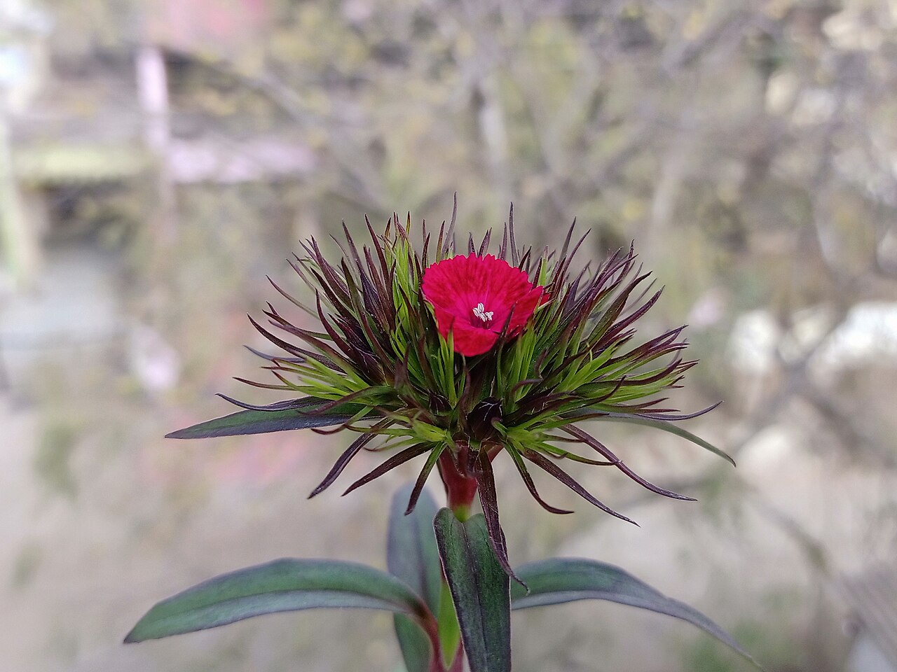Kvitnúci Dianthus barbatus v ružových a červených odtieňoch