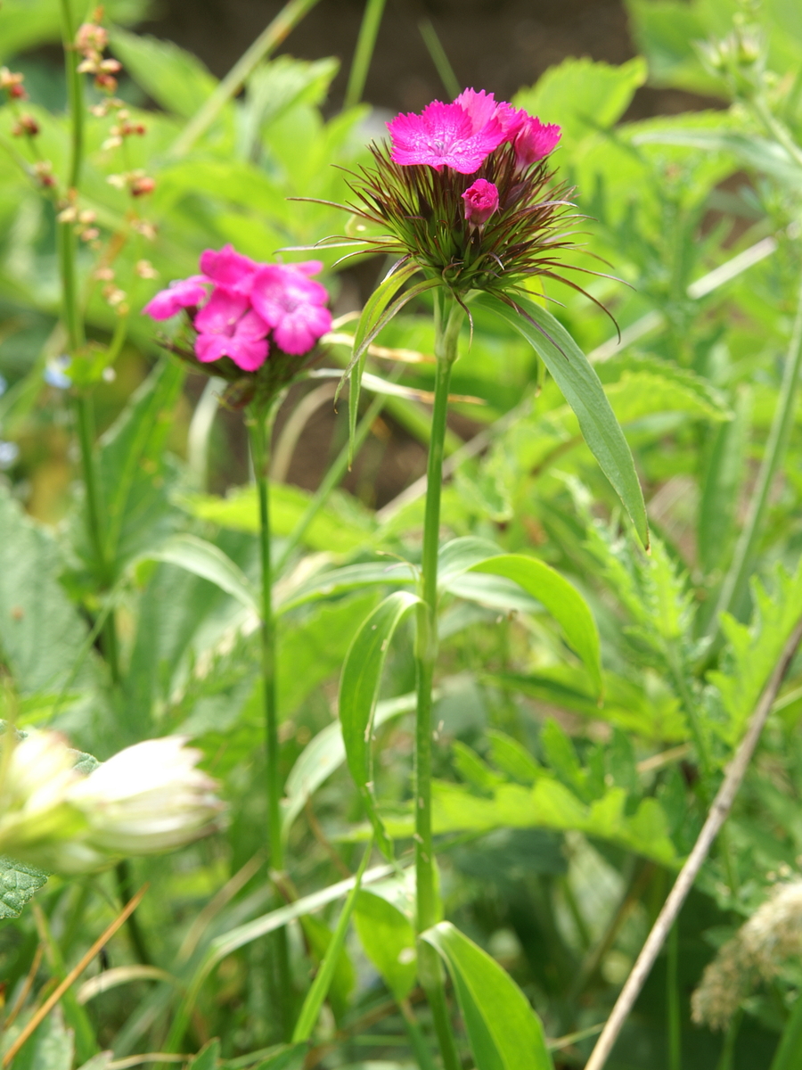 Detail súkvetia rastliny Dianthus barbatus