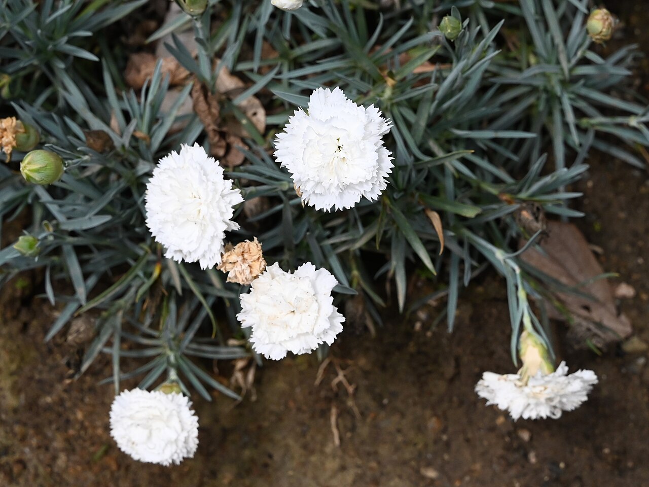 Dianthus caryophyllus s ružovými voňavými kvetmi