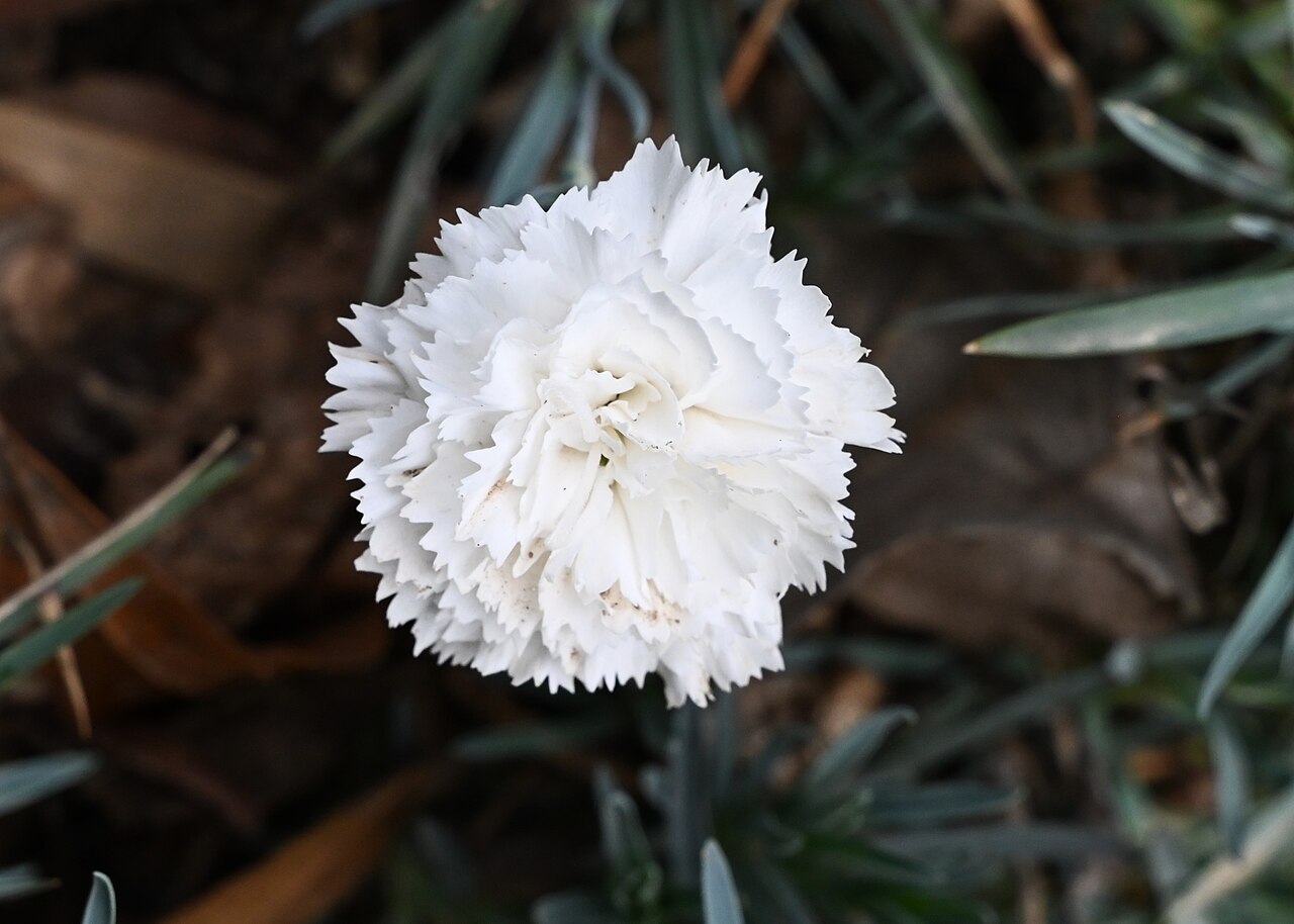 Detail kvetu Dianthus caryophyllus v záhone