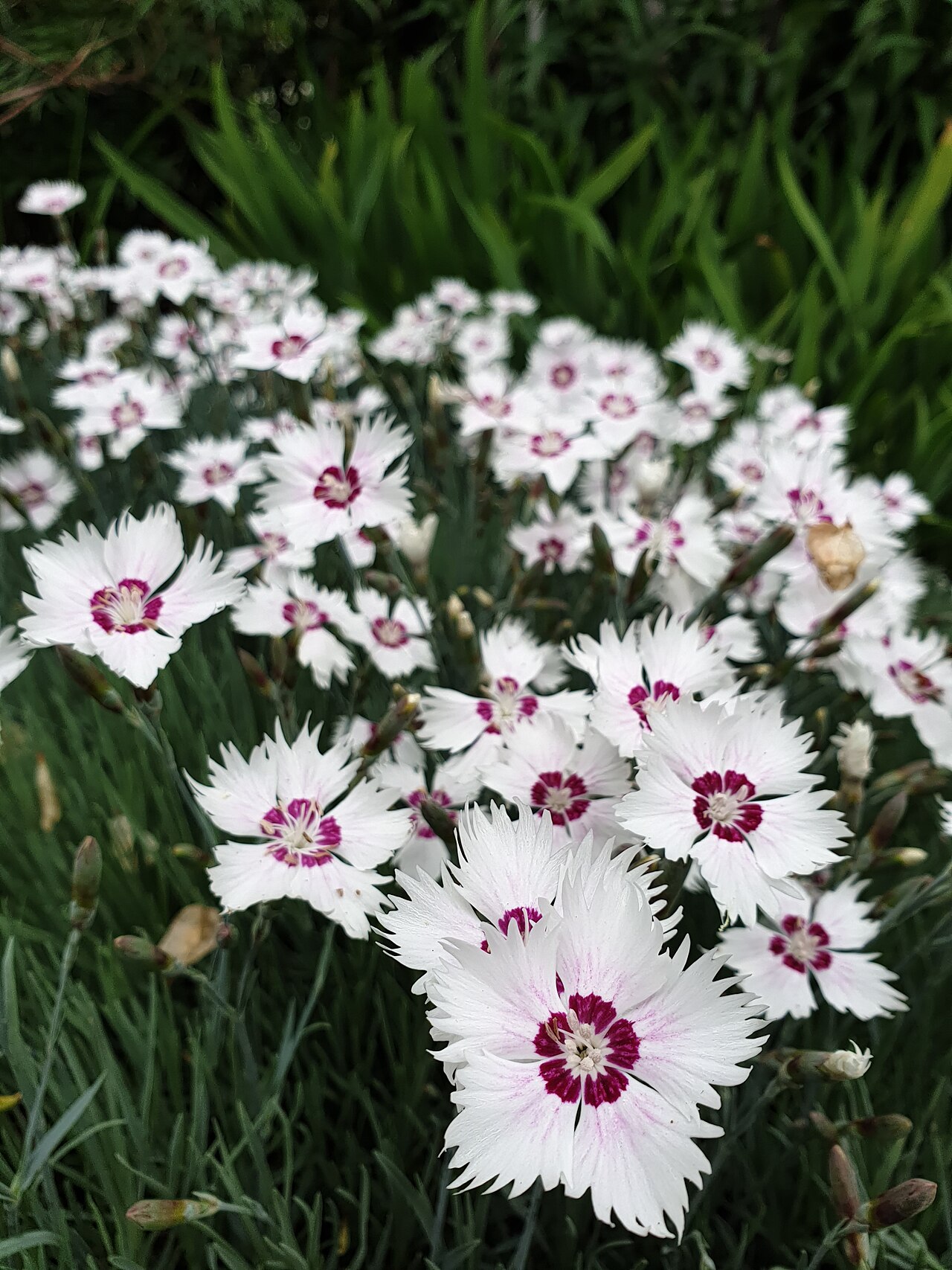 Starostlivosť o Dianthus plumarius na slnečnom stanovišti