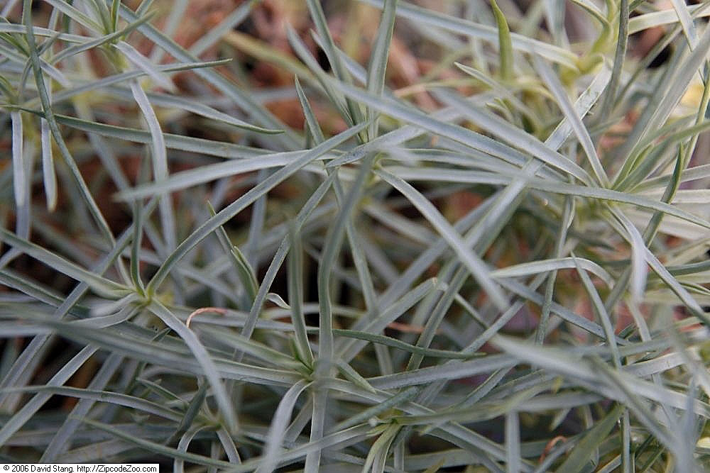 Dianthus plumarius s voňavými ružovými kvetmi