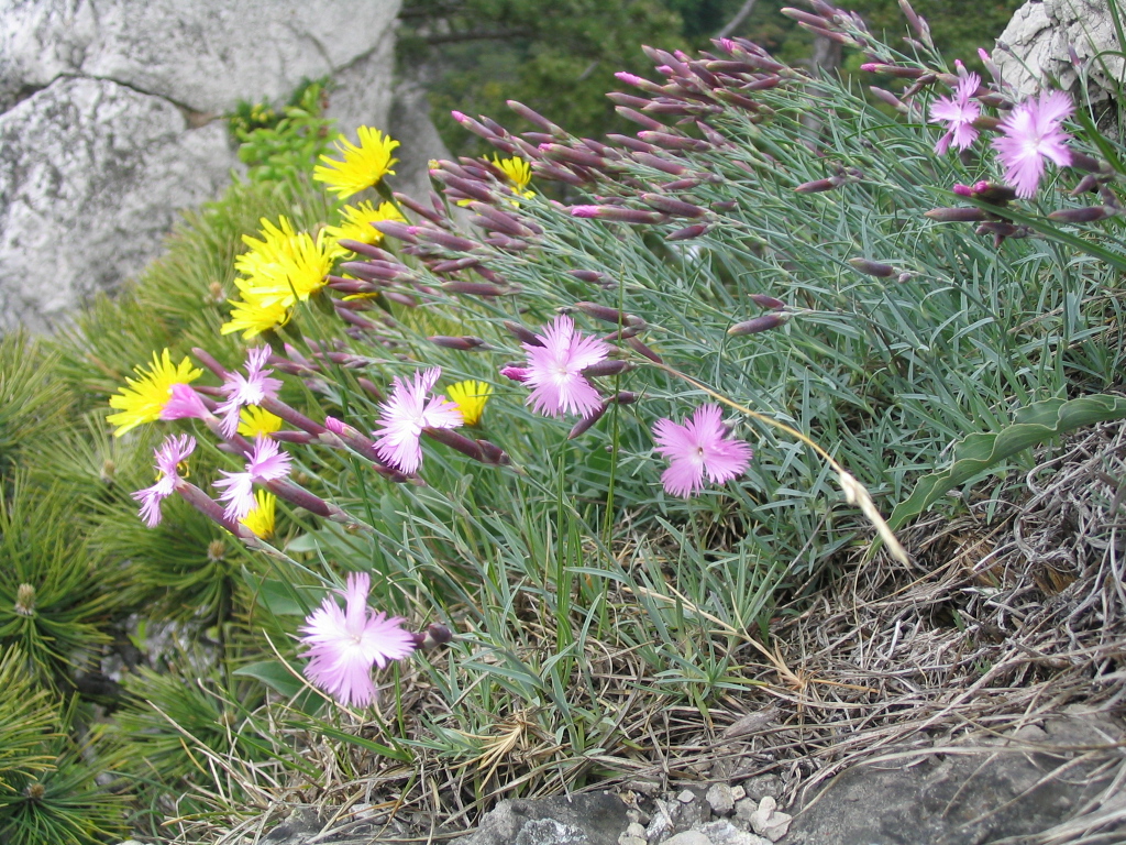 Detail kvetov rastliny Dianthus plumarius
