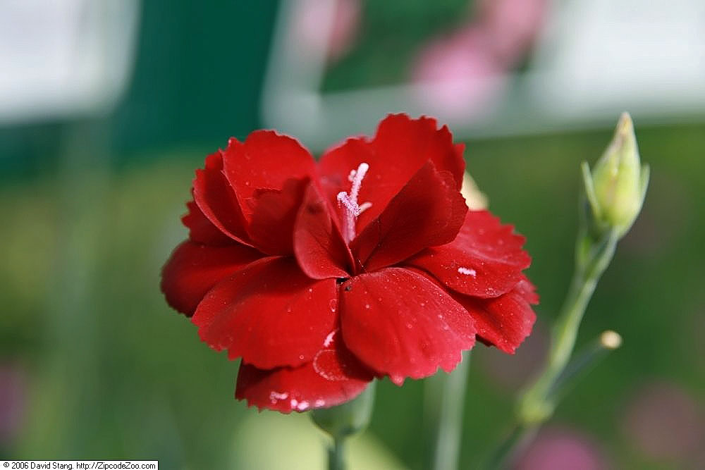 Starostlivosť o Dianthus × allwoodii na slnečnom stanovišti